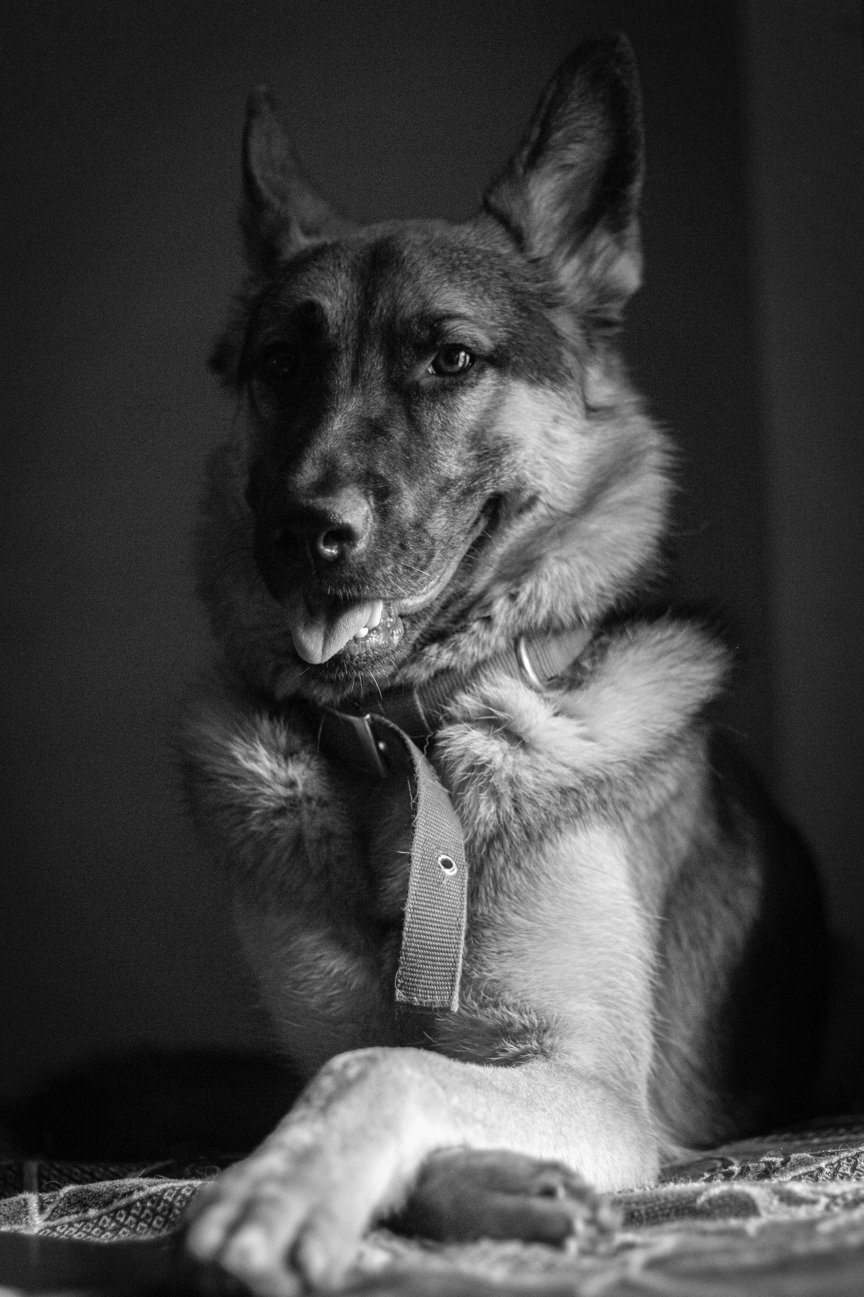 German Shepherd dog, black and white portrait, patterned surface, 5K Phone Wallpaper