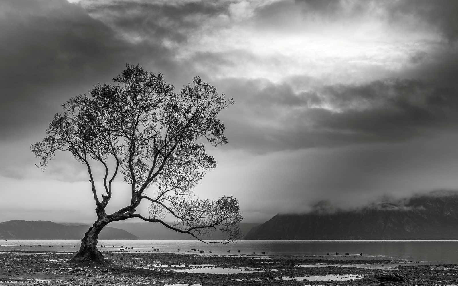 Black And White Landscape, gnarled tree, moody monochrome sky, HD Desktop Wallpaper