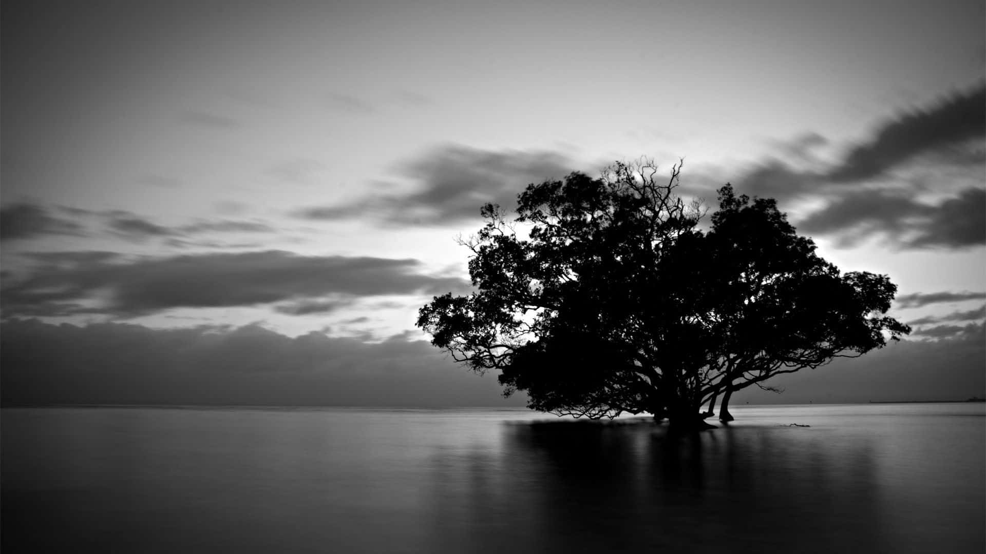 black and white landscape, lone tree, dark silhouette, Full HD Desktop Wallpaper