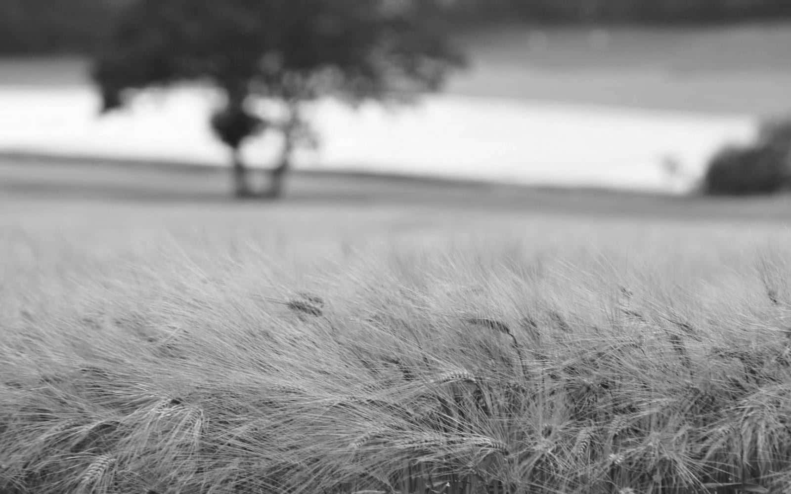 black and white landscape, calm lake, surrounding nature, HD Desktop Wallpaper