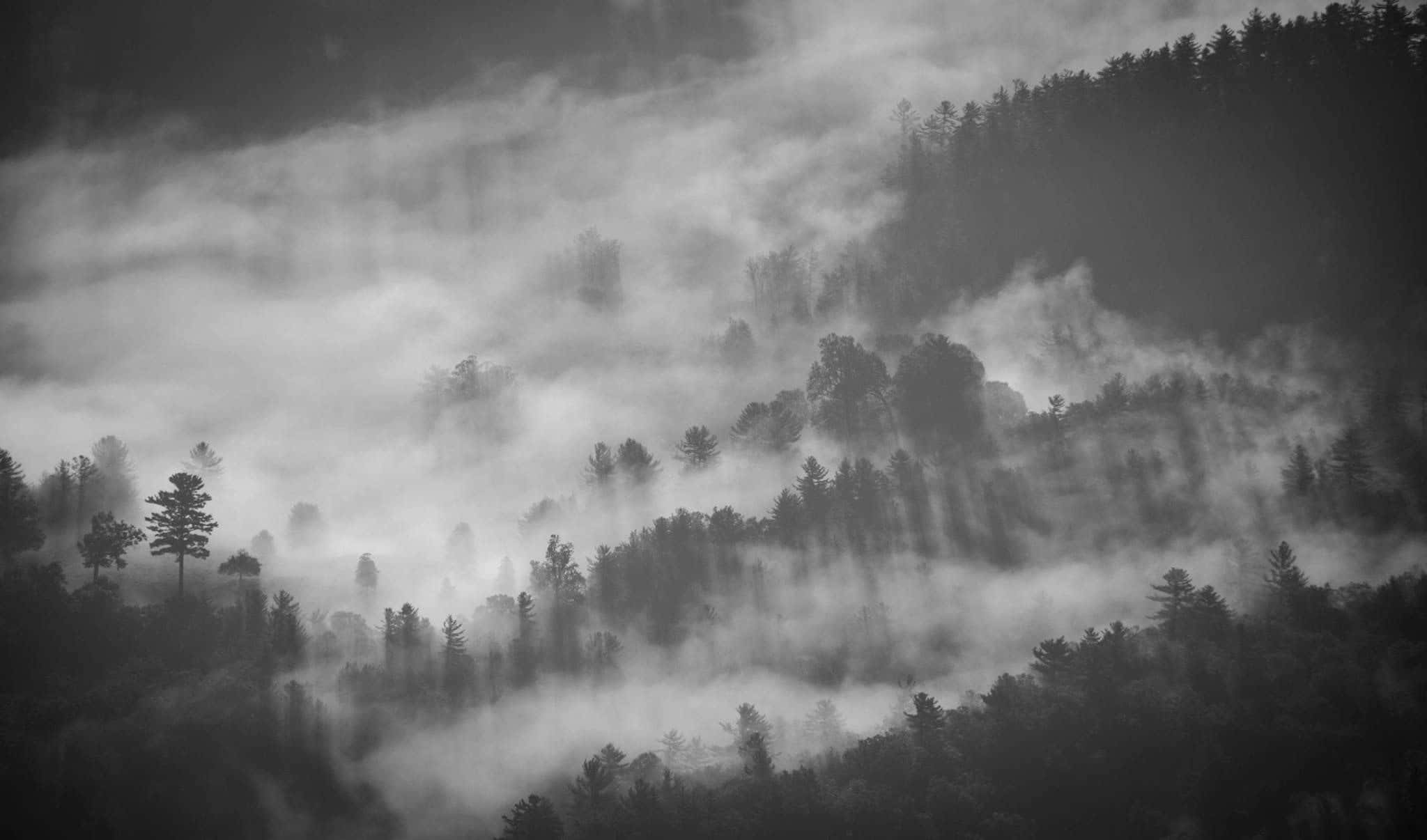 Black and White Landscape, misty black and white forest hills, fog drifting through pine trees, Full HD Desktop Wallpaper