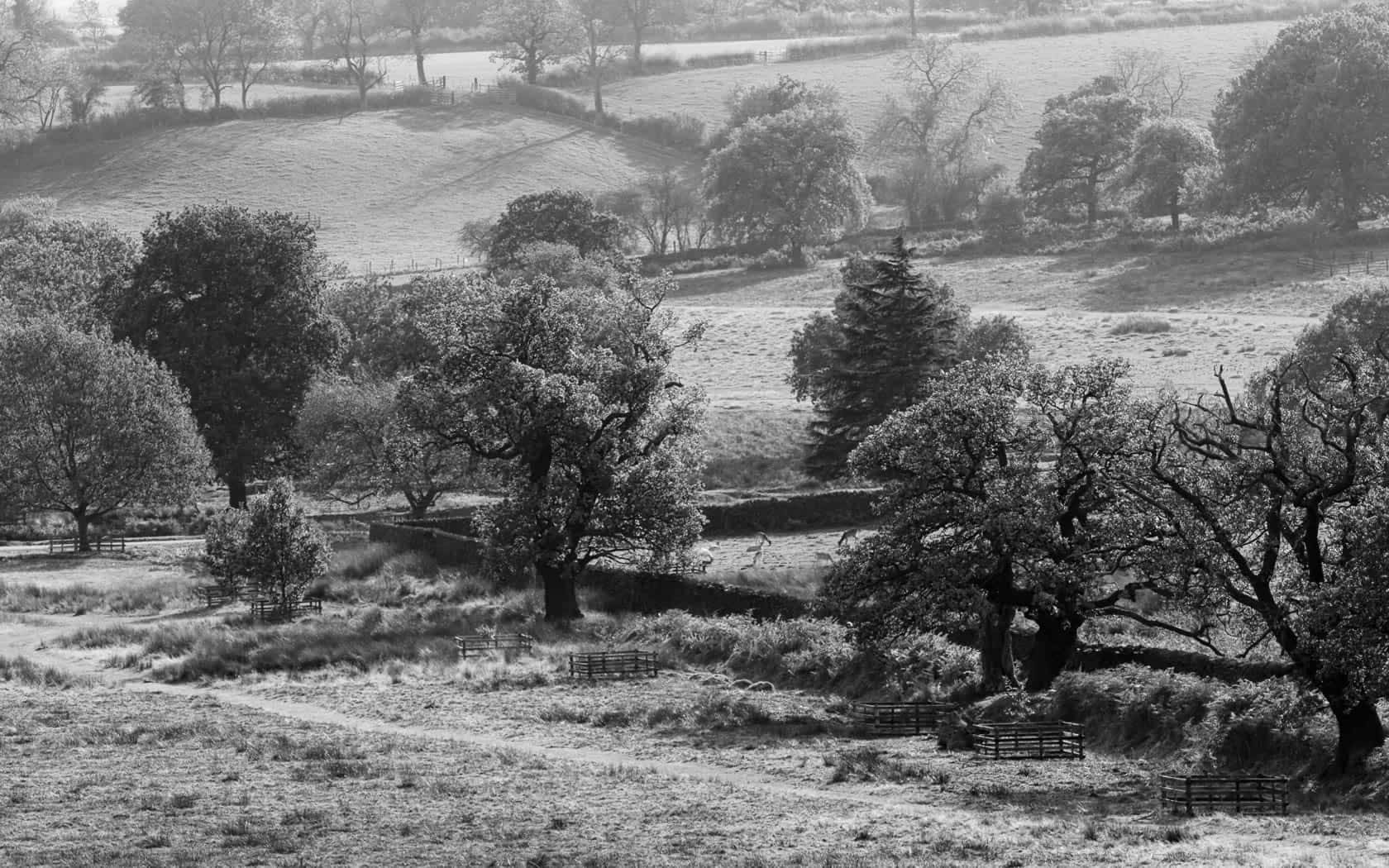 black and white landscape, rolling hills, leafy trees, HD Desktop Wallpaper