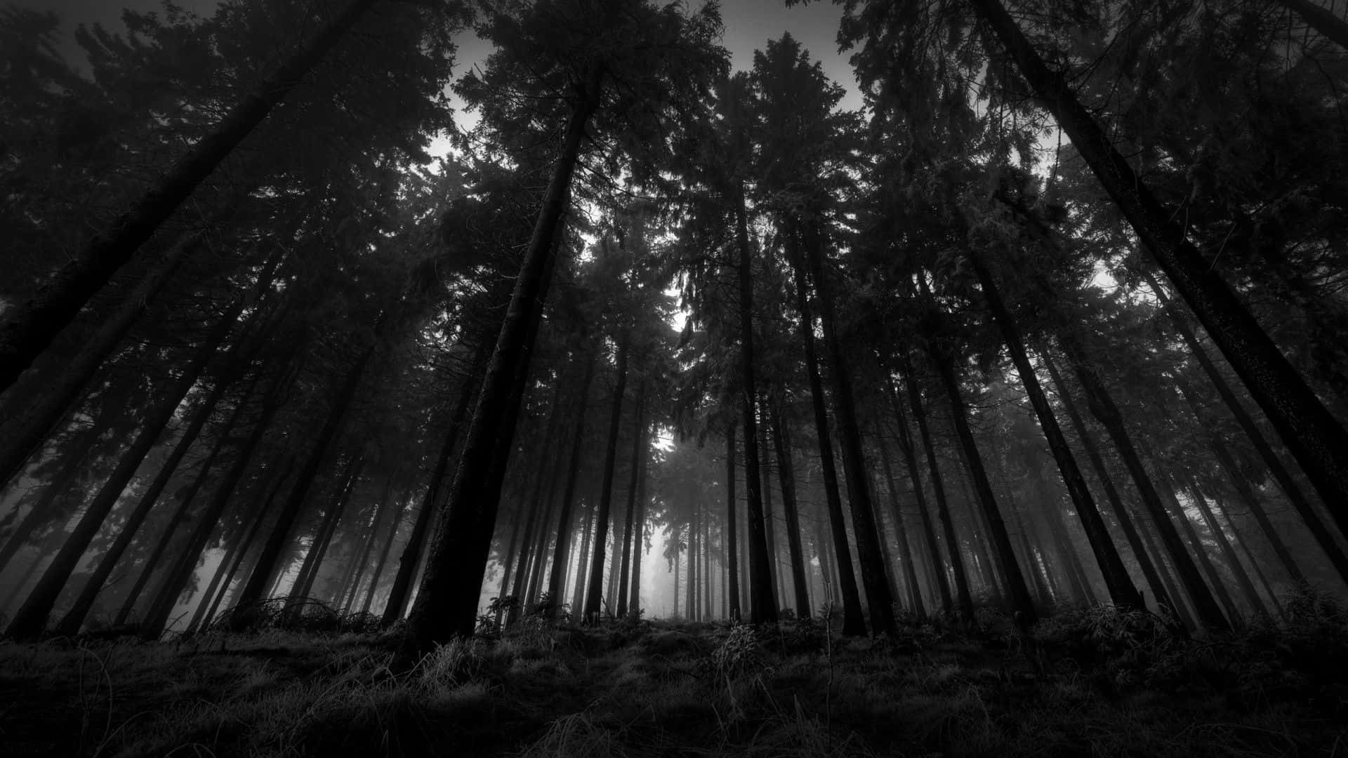 Black And White Landscape, pine trees, misty forest floor, Full HD Desktop Wallpaper