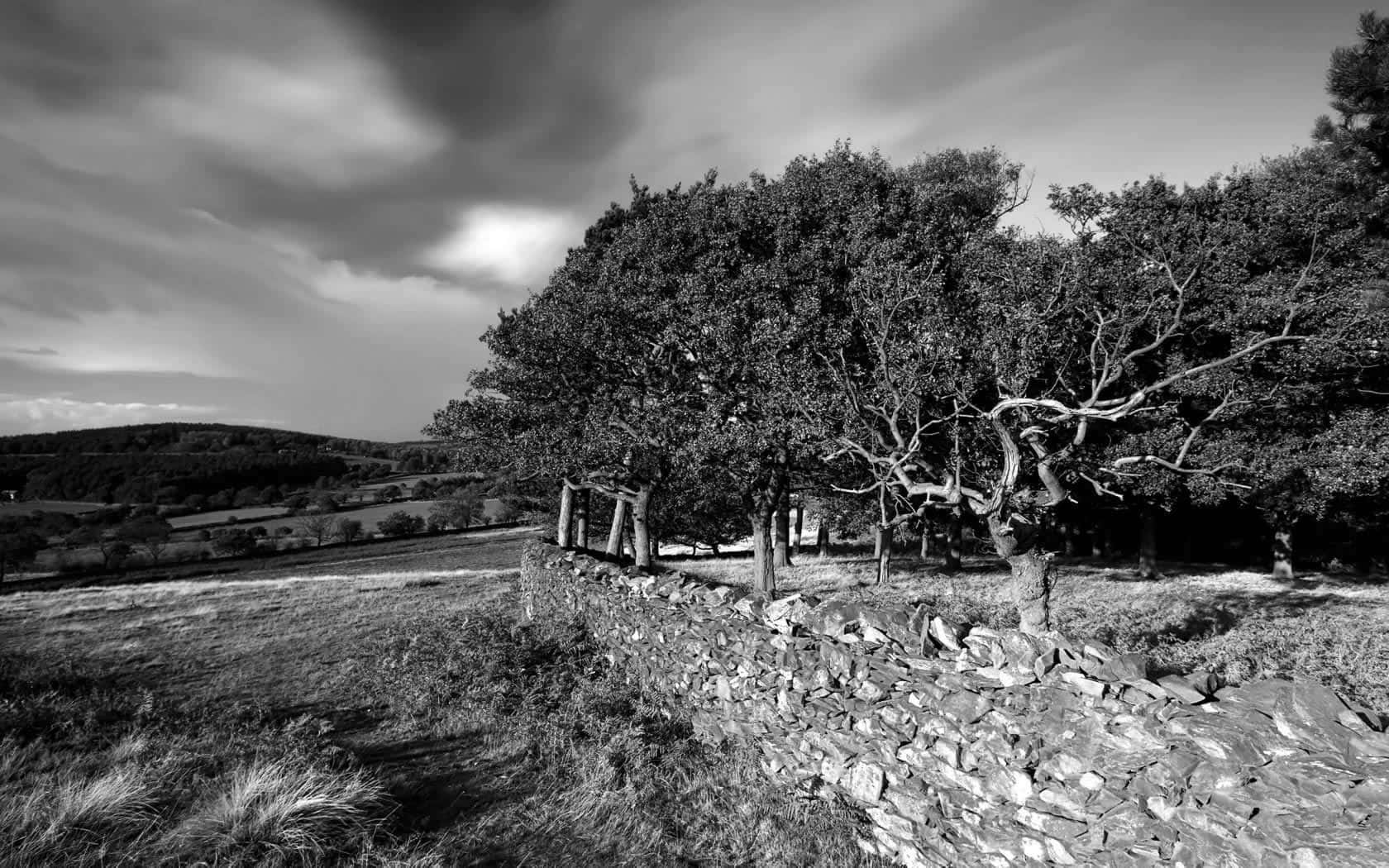 black and white landscape, weathered stone wall, gnarled trees, HD Desktop Wallpaper