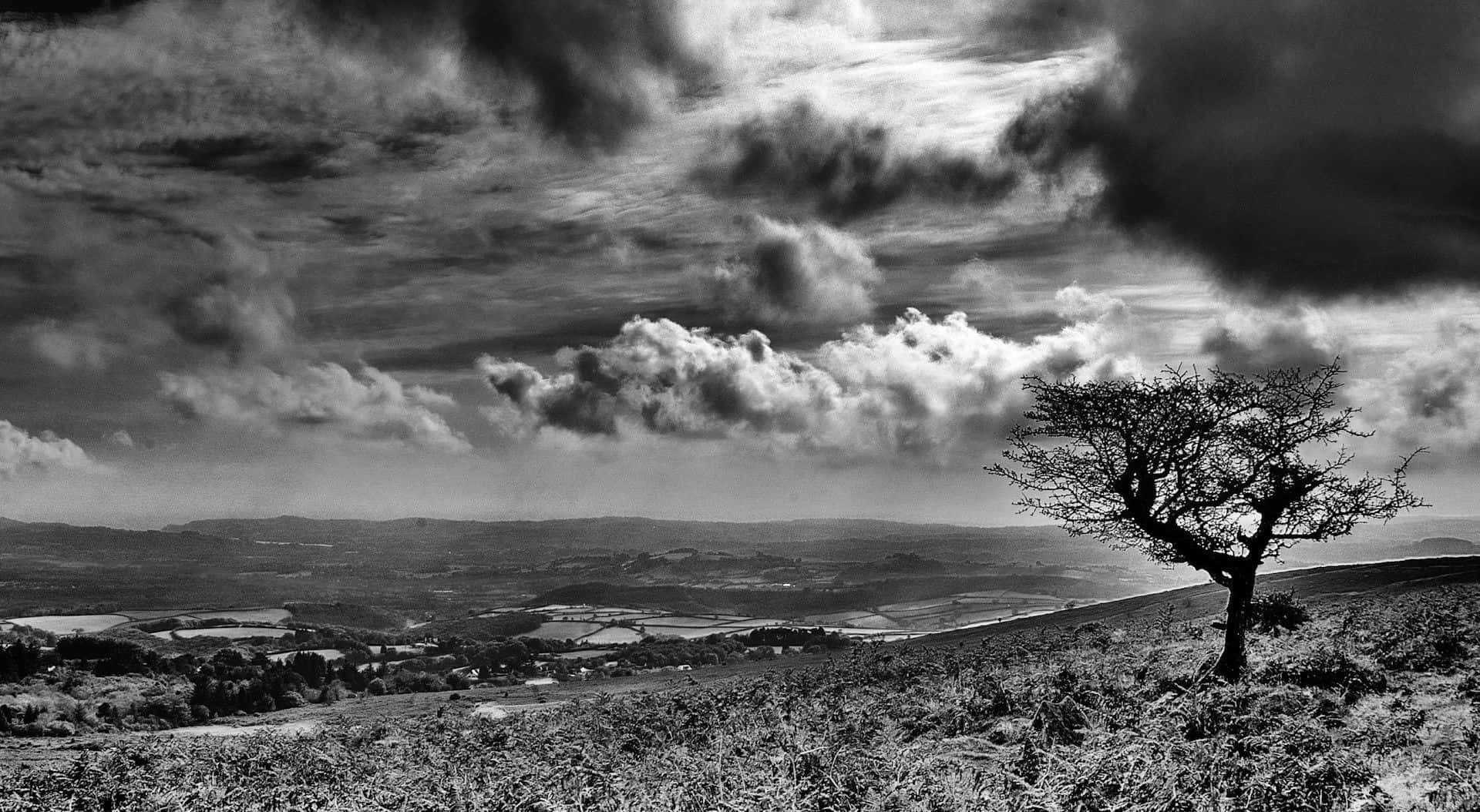 black and white landscape, leafless tree, grassy hilltop, Full HD Desktop Wallpaper