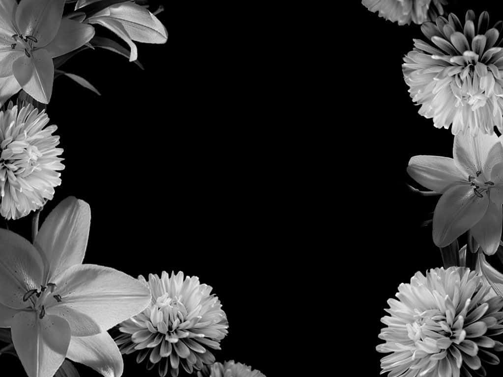 black and white, floral border, lilies, SD Desktop Wallpaper