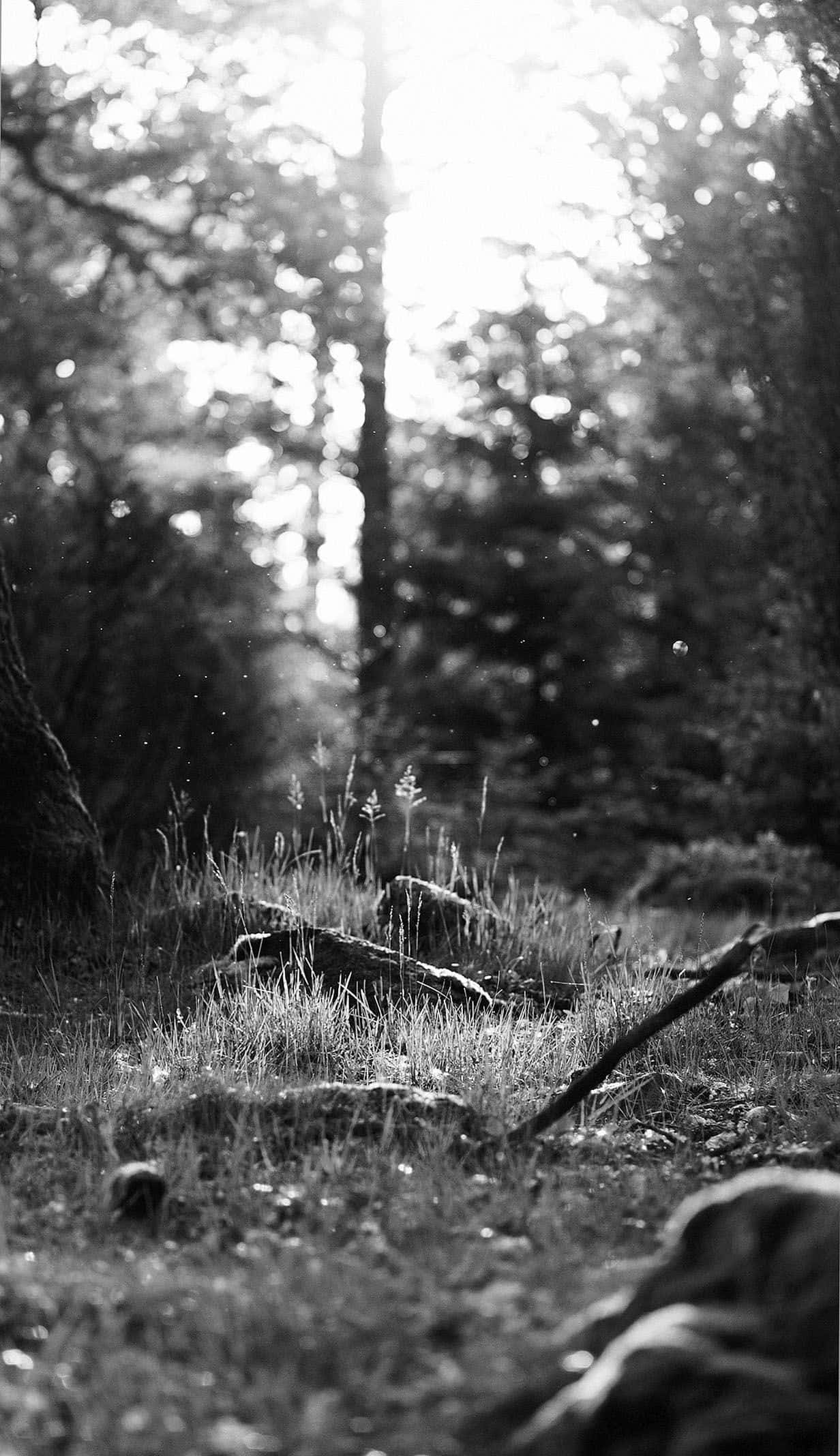 Black and White Nature Scenery, sunlight, tall trees, Full HD Phone Wallpaper
