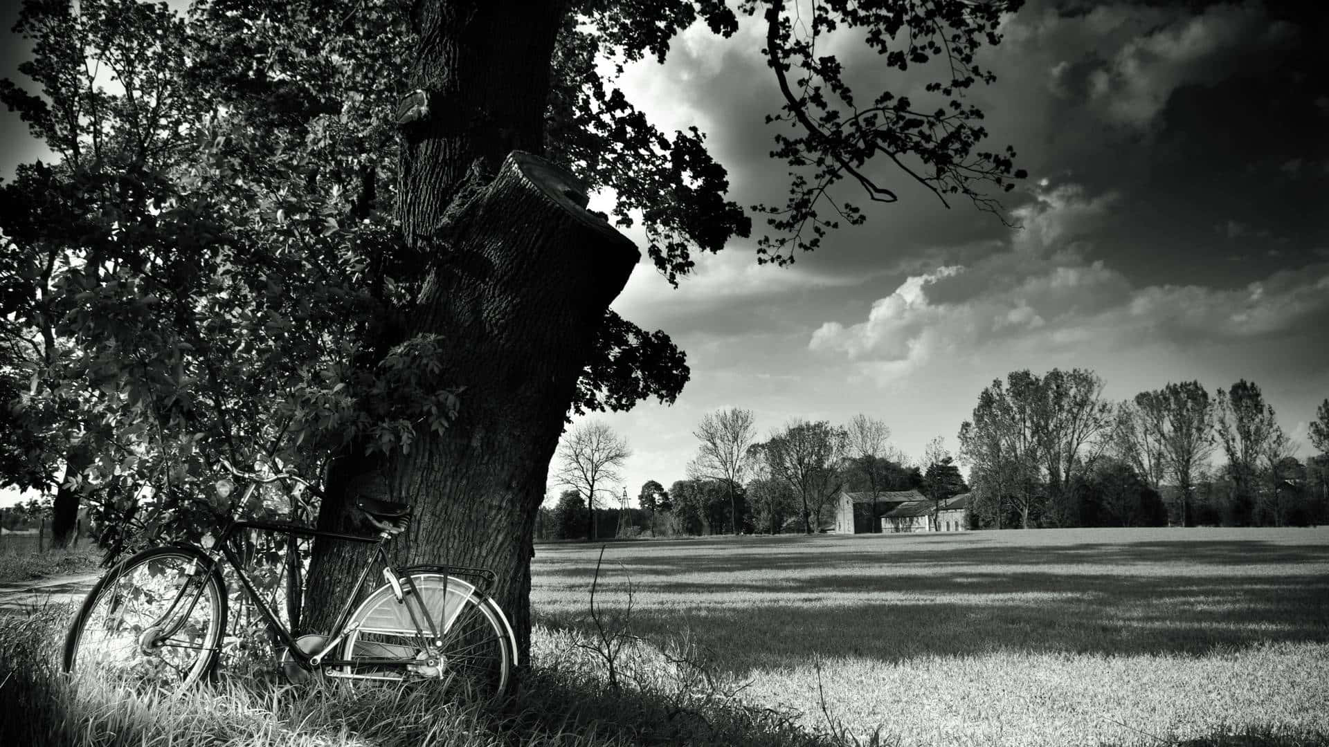 vintage bicycle, gnarled tree trunk, monochrome field, Full HD Desktop Wallpaper