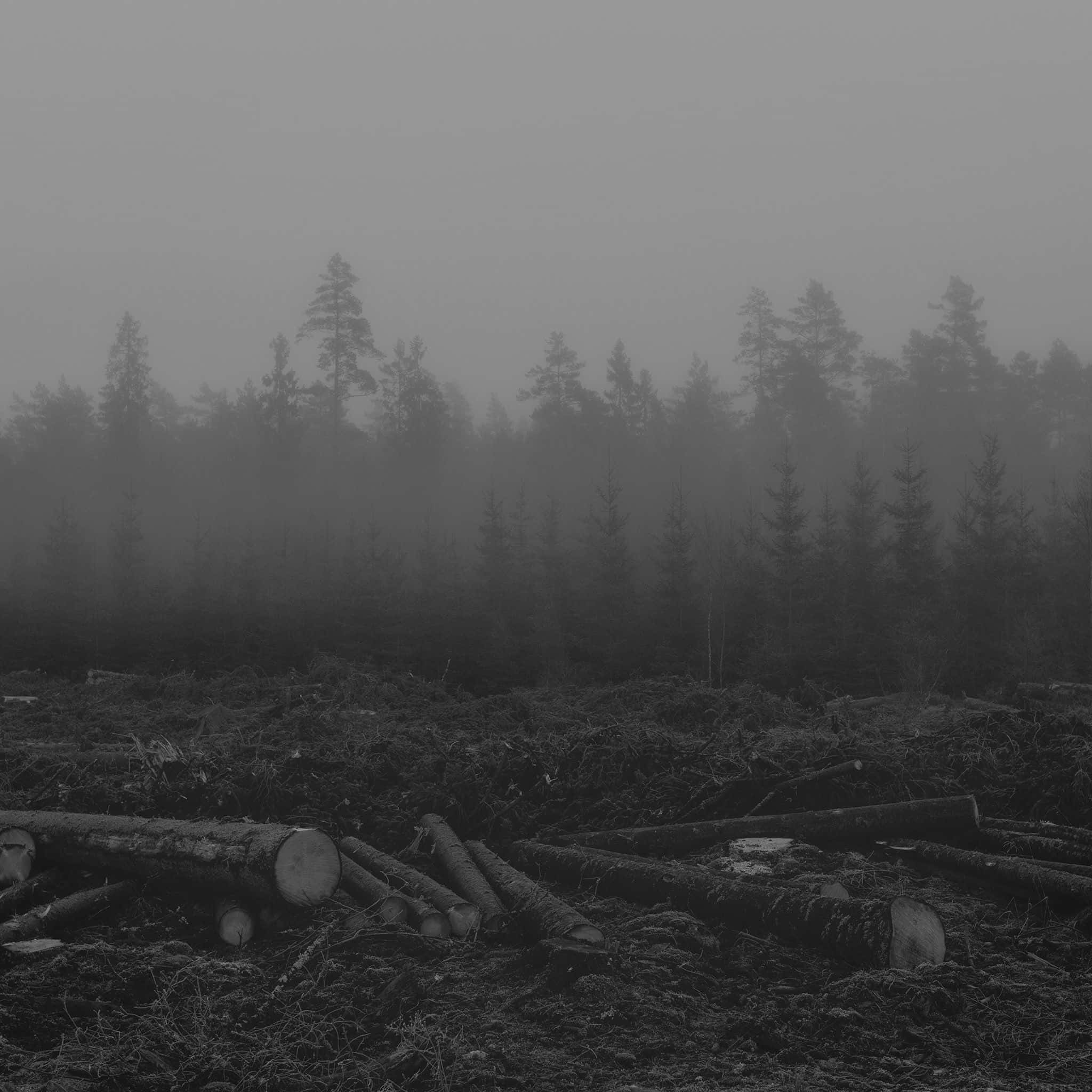 monochrome forest clearing, felled logs, misty trees, Full HD Desktop Wallpaper