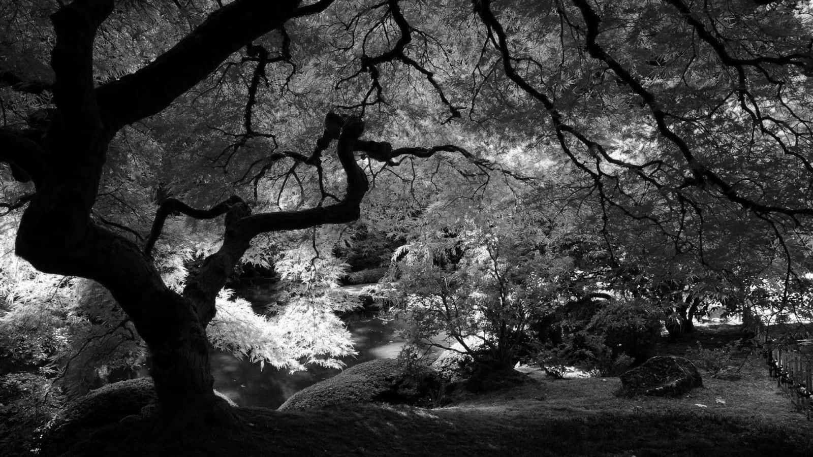 black and white landscape, gnarled tree branches, serene garden stream, HD Desktop Wallpaper