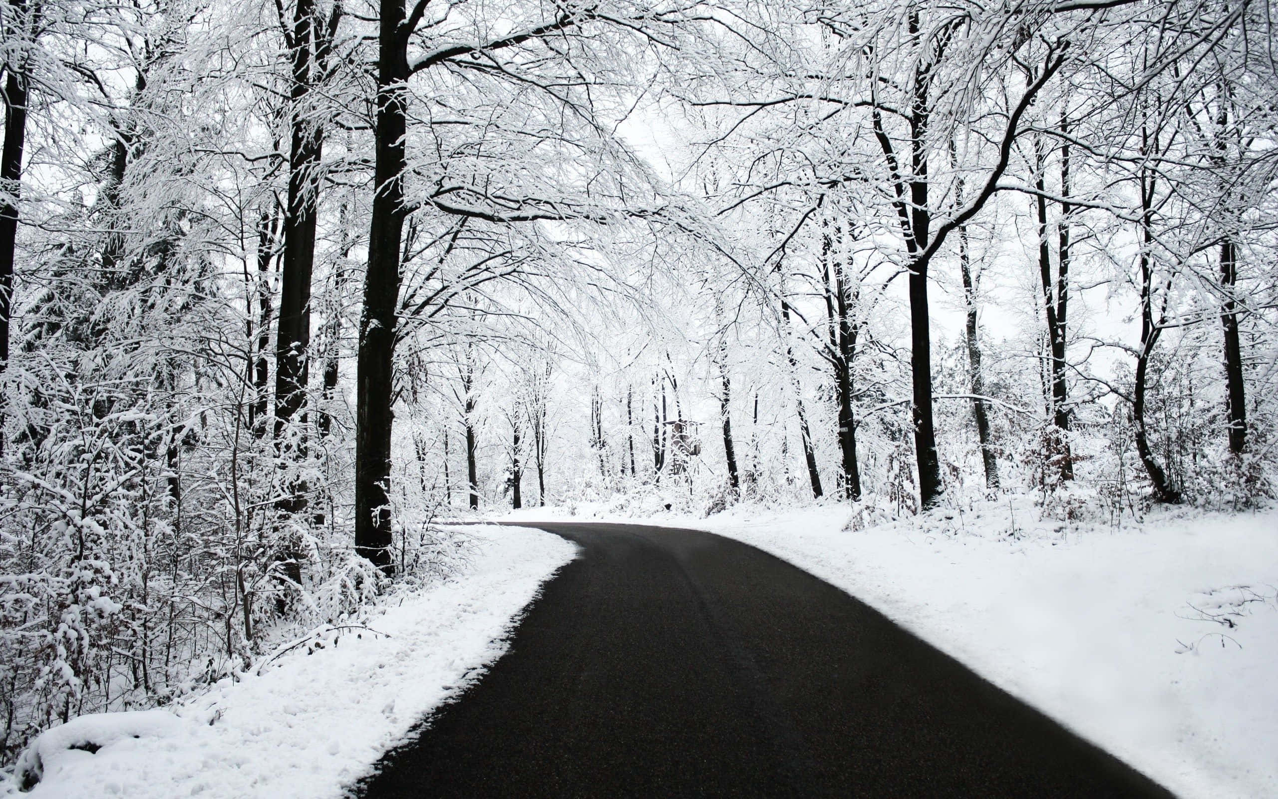 black and white nature, 2560 x 1600 wallpaper, winding asphalt road, 2K Desktop Wallpaper