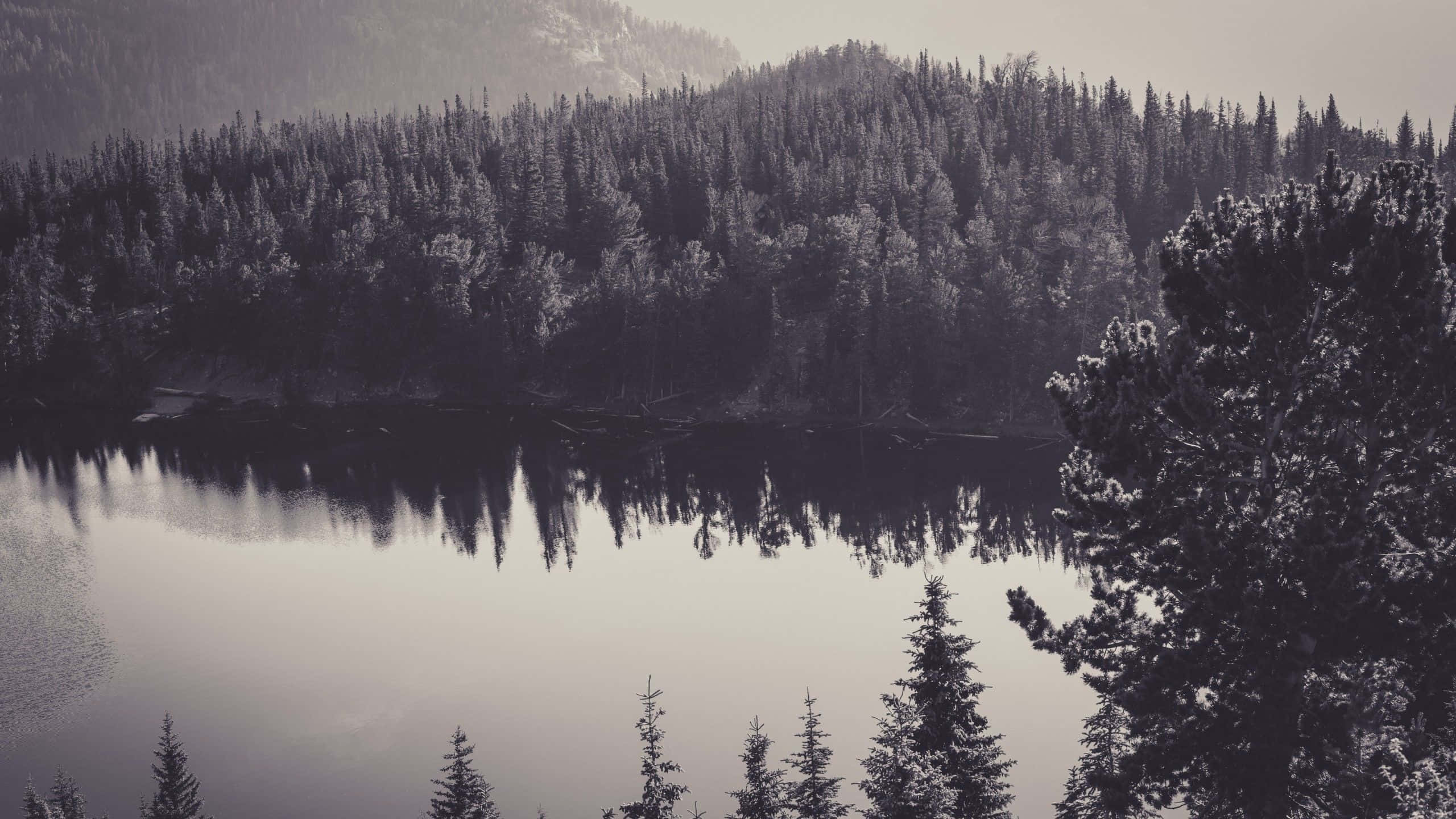 monochrome lake, dense evergreen forests, misty mountains, 2K Desktop Wallpaper