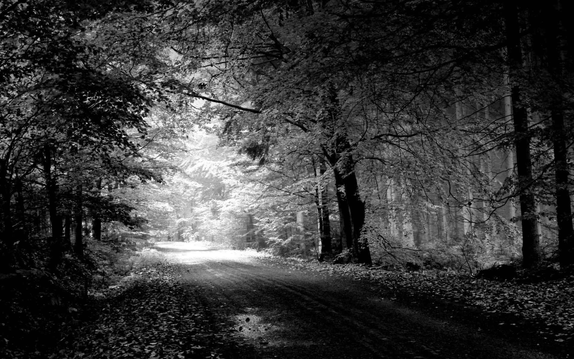 black and white nature, 1920 x 1200 wallpaper, winding forest path, Full HD Desktop Wallpaper