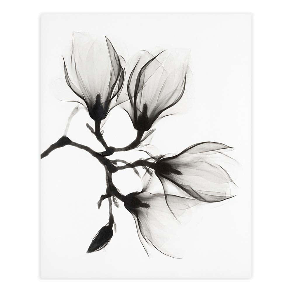 black and white, x-ray style, magnolia blossoms, SD Desktop Wallpaper