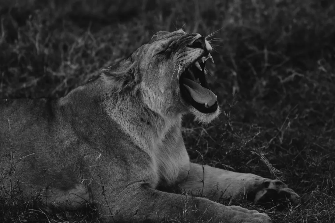 Black And White Lion