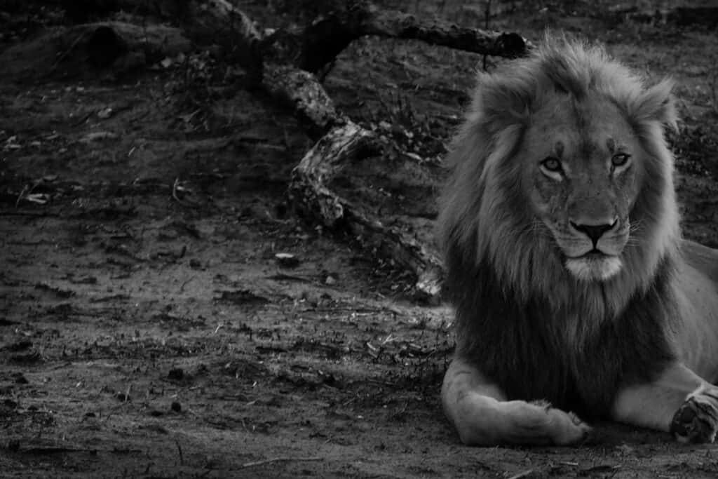 Black And White Lion, male lion, dusty ground, SD Desktop Wallpaper