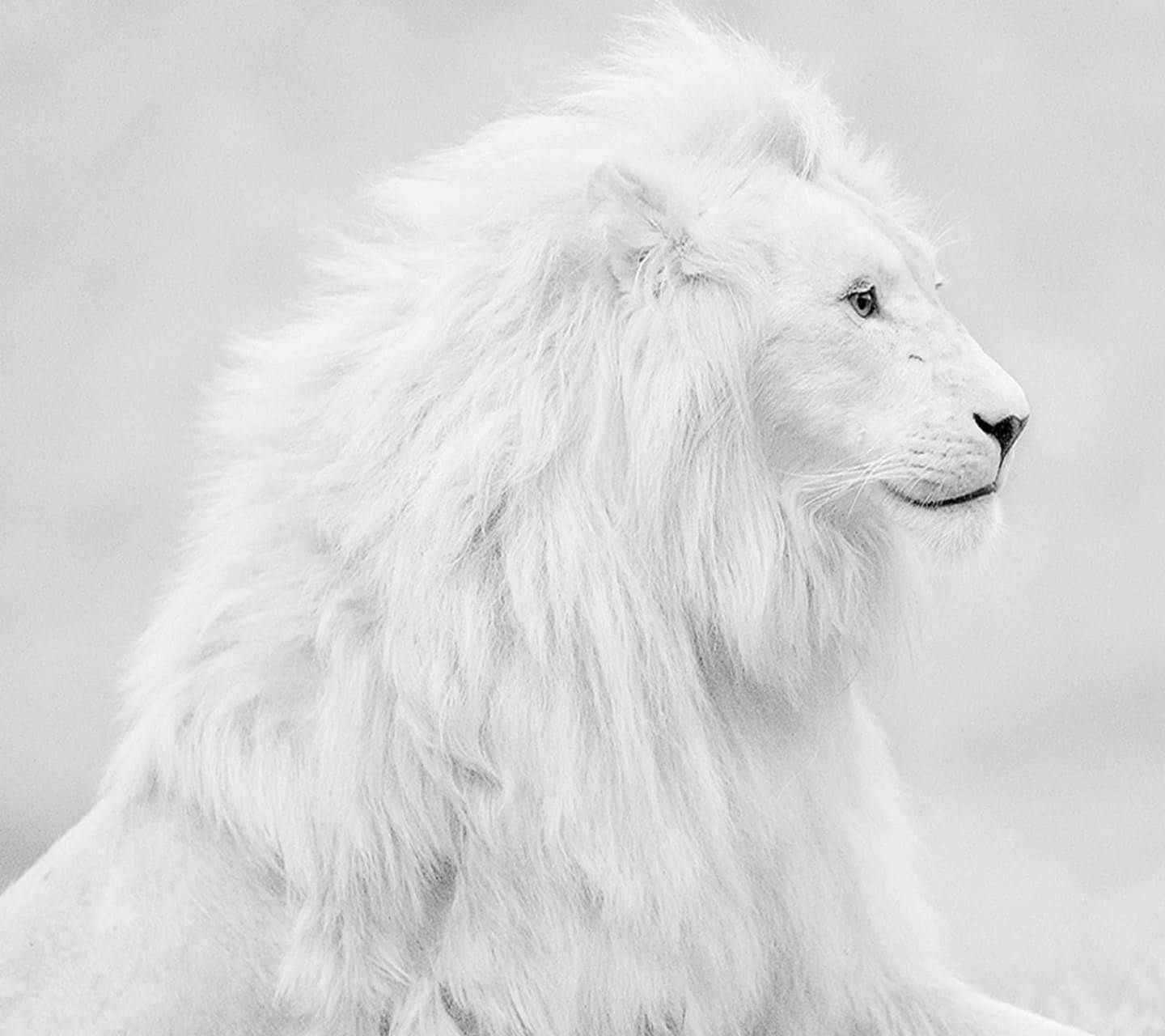 Black And White Lion, white lion, full mane, HD Desktop Wallpaper