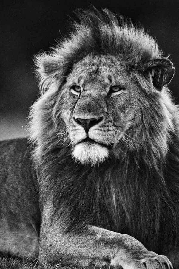 Black And White Lion, male lion, full mane, SD Phone Wallpaper