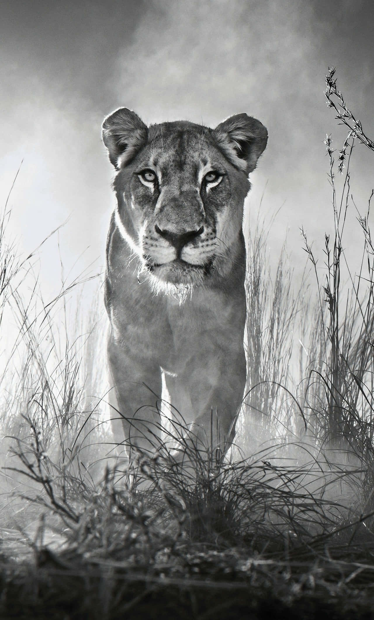 Black And White Lion, lioness, misty grass, Full HD Phone Wallpaper