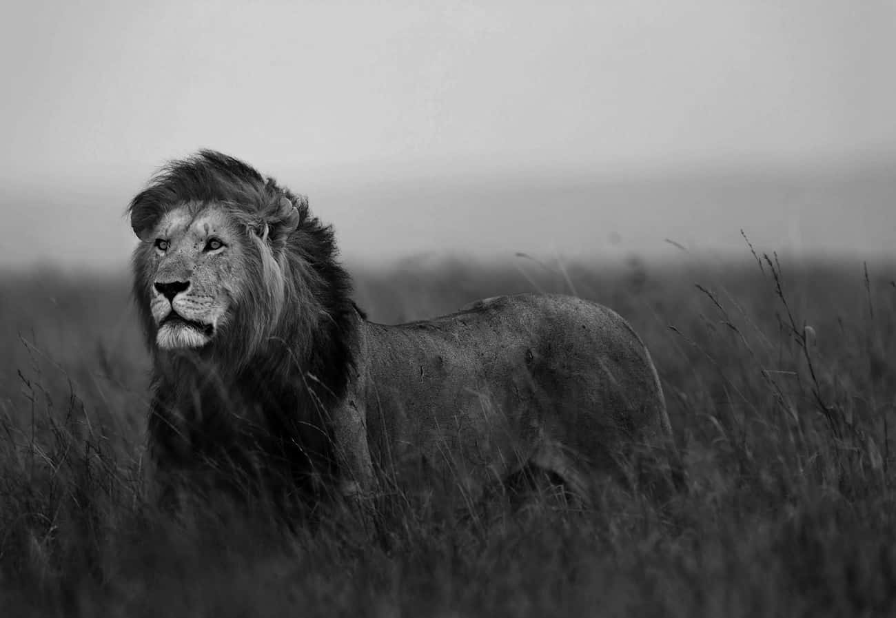 Black And White Lion, male lion, tall grass, HD Desktop Wallpaper