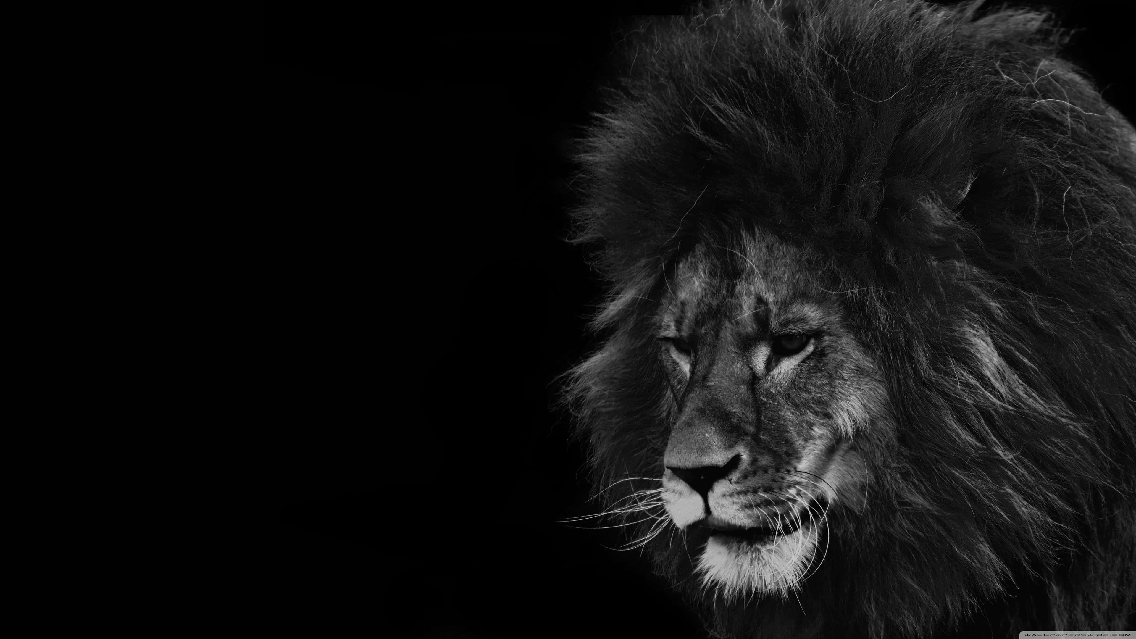 Black And White Lion, male lion, regal mane, 4K Desktop Wallpaper