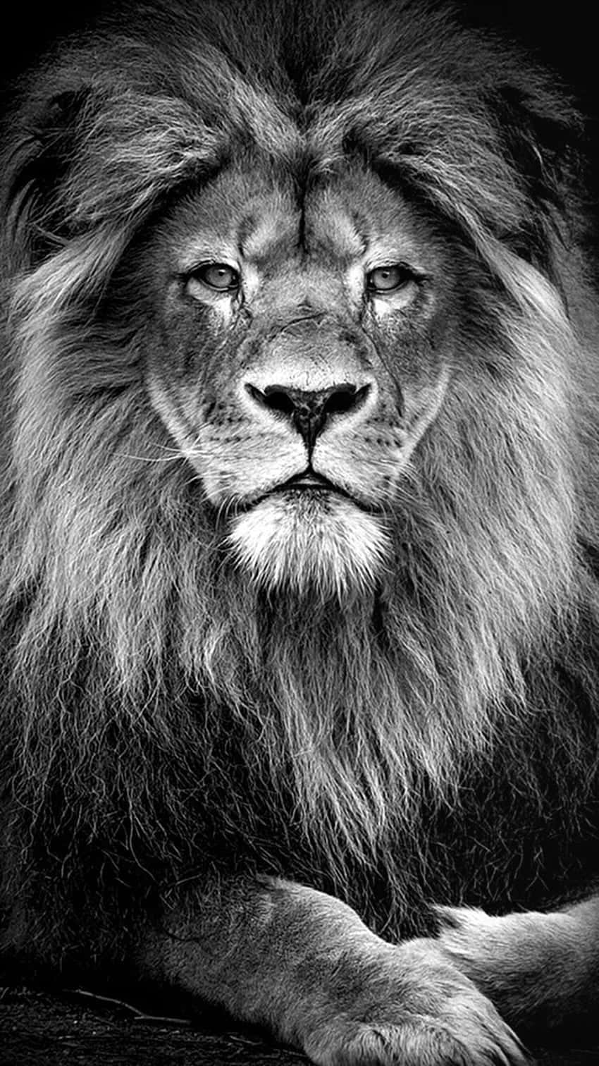 Black And White Lion, male lion, full mane, HD Phone Wallpaper
