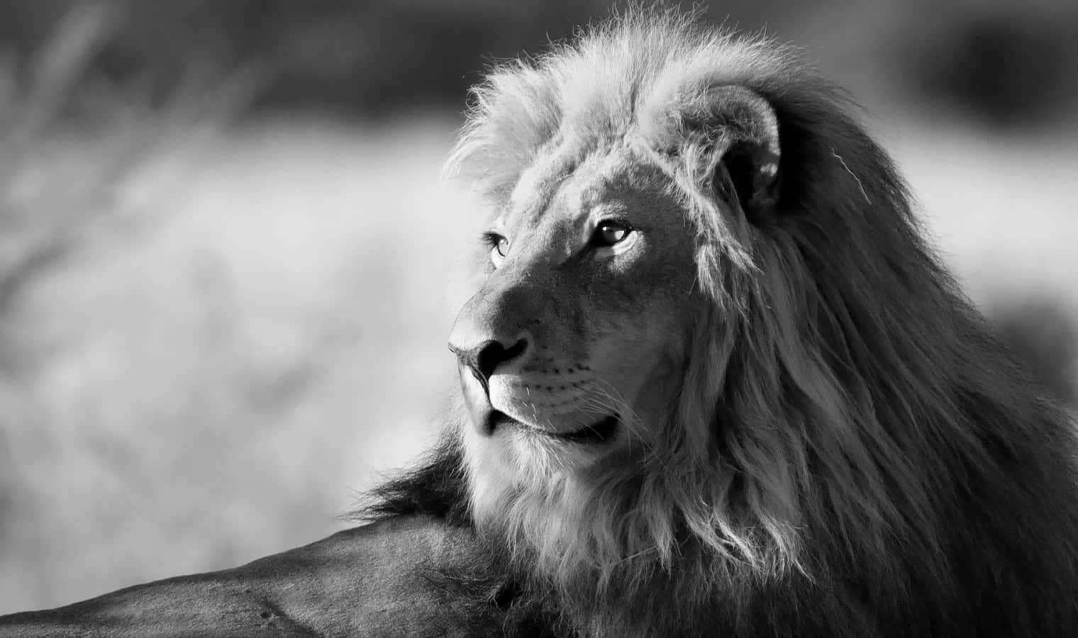 Black And White Lion, male lion, rocky outcropping, HD Desktop Wallpaper