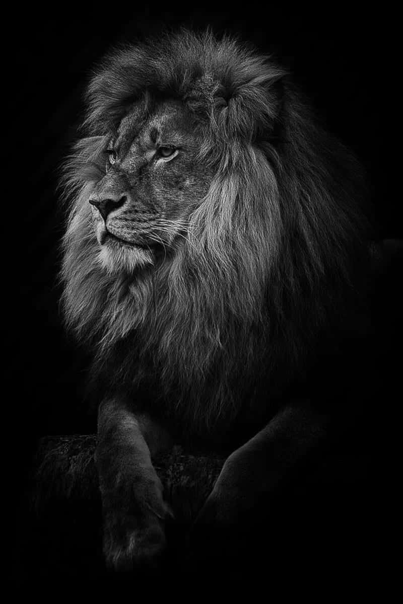 Black And White Lion, majestic male lion, full mane, SD Phone Wallpaper