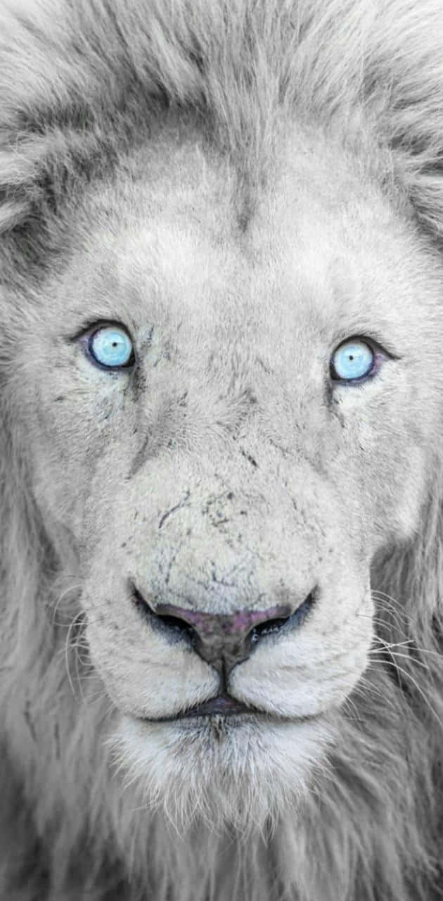 Black And White Lion, white lion, piercing blue eyes, HD Phone Wallpaper