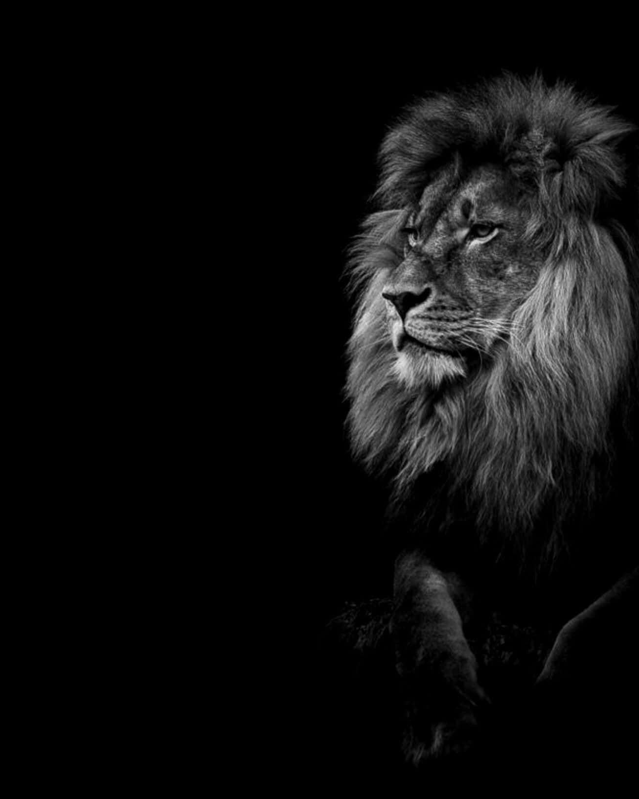 black and white lion, majestic male lion, full mane, HD Phone Wallpaper