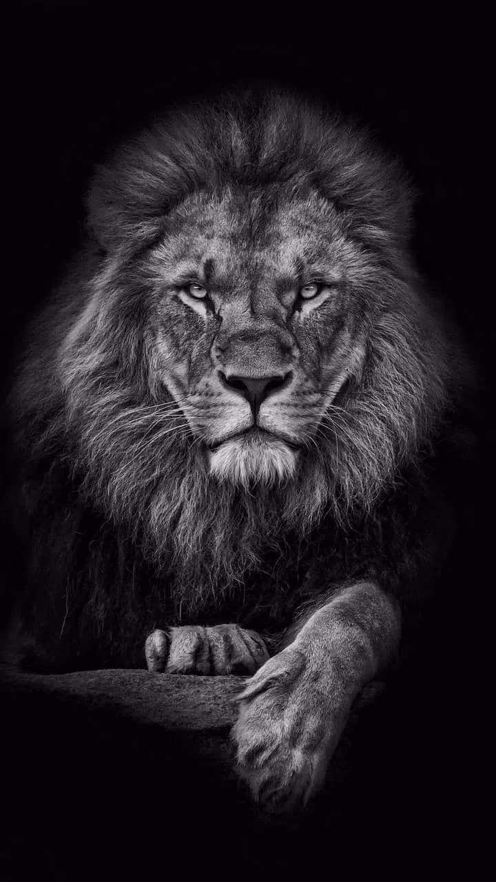 Black And White Lion, male lion, thick mane, HD Phone Wallpaper