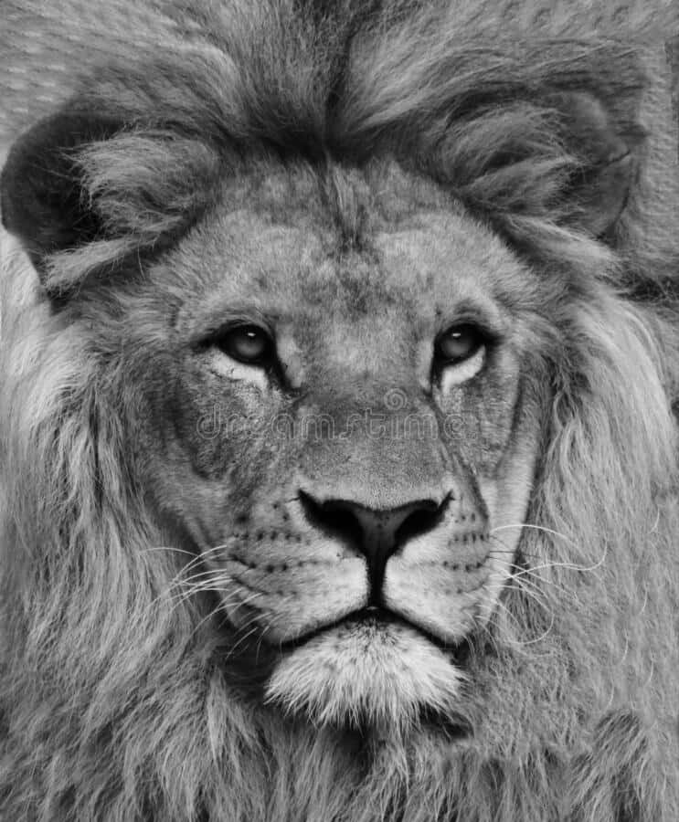 black and white lion, male lion, piercing eyes, SD Phone Wallpaper