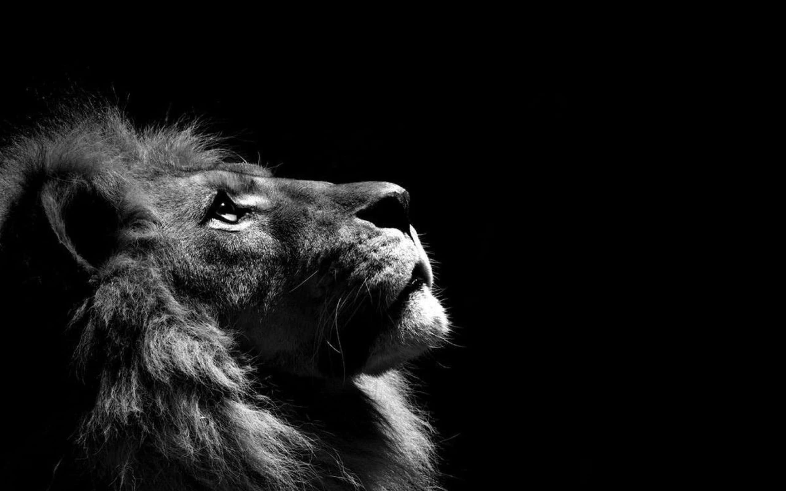 Black And White Lion, majestic lion, profile, 2K Desktop Wallpaper