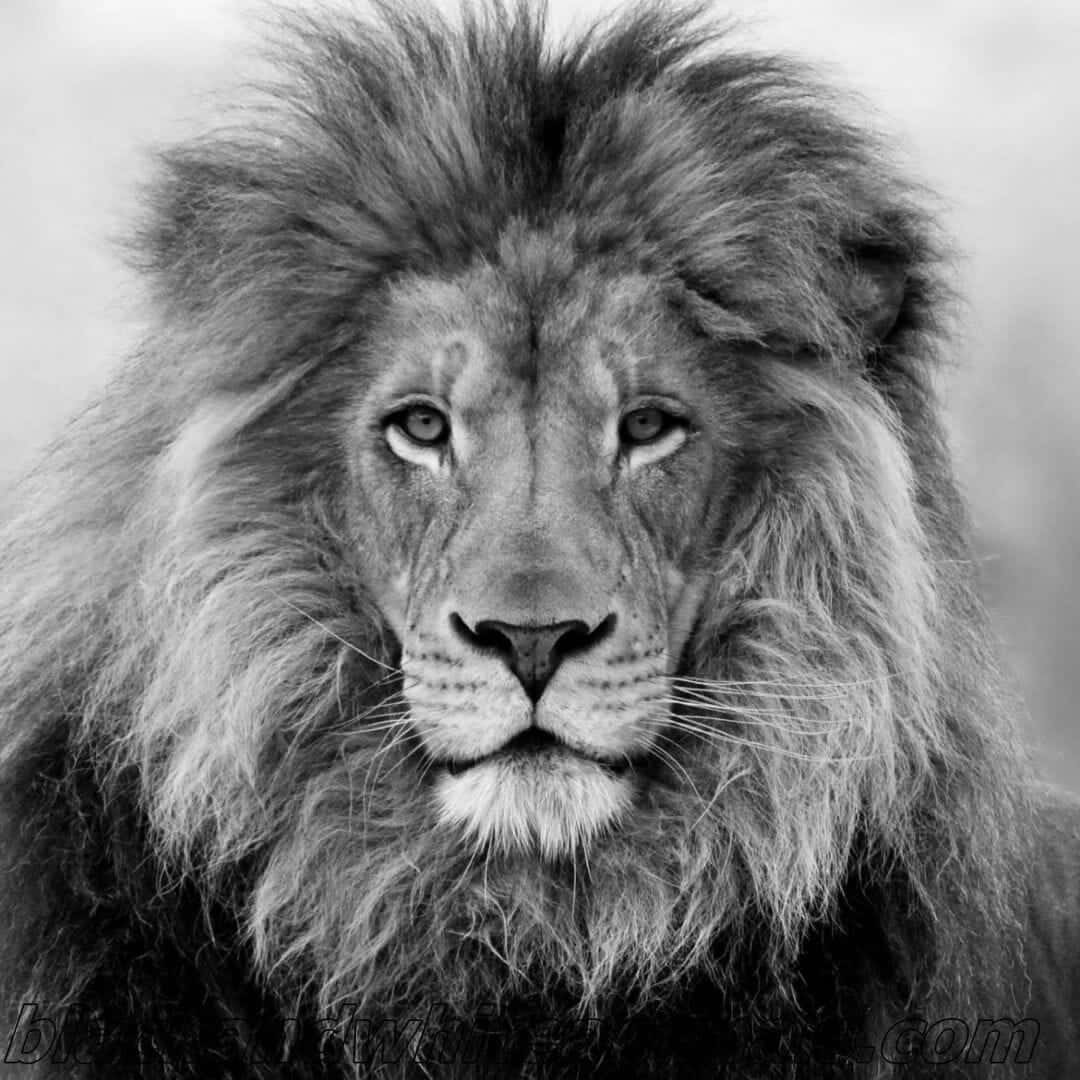 Black And White Lion, male lion, full mane, SD Desktop Wallpaper