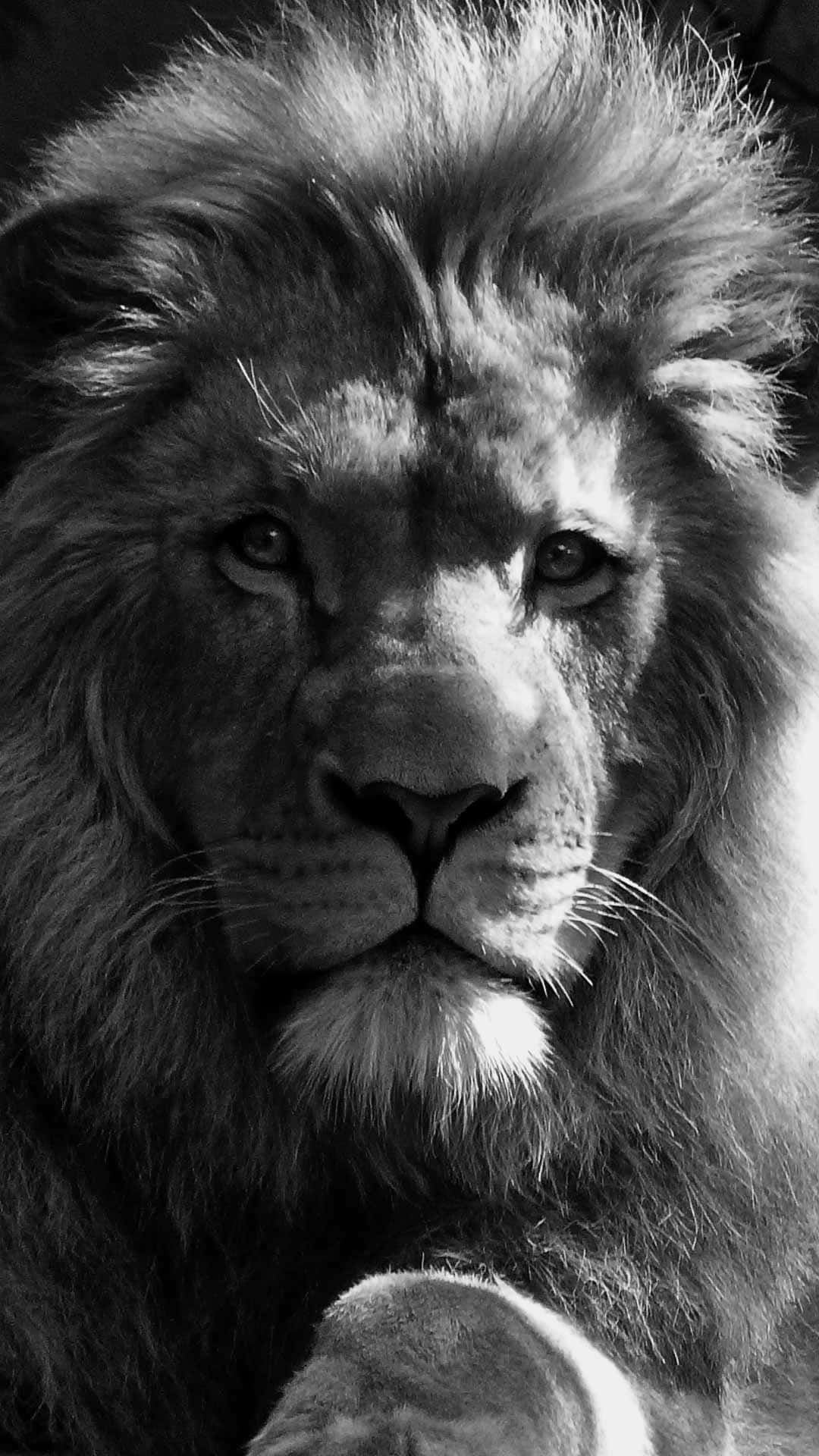 black and white lion, majestic male lion, piercing eyes, Full HD Phone Wallpaper