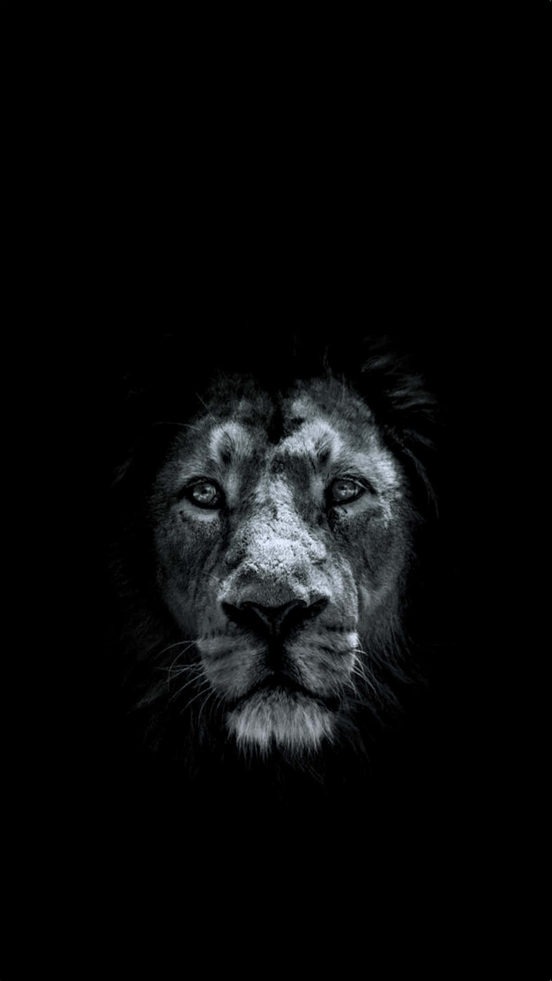 black and white lion, black background, lion face, Full HD Phone Wallpaper