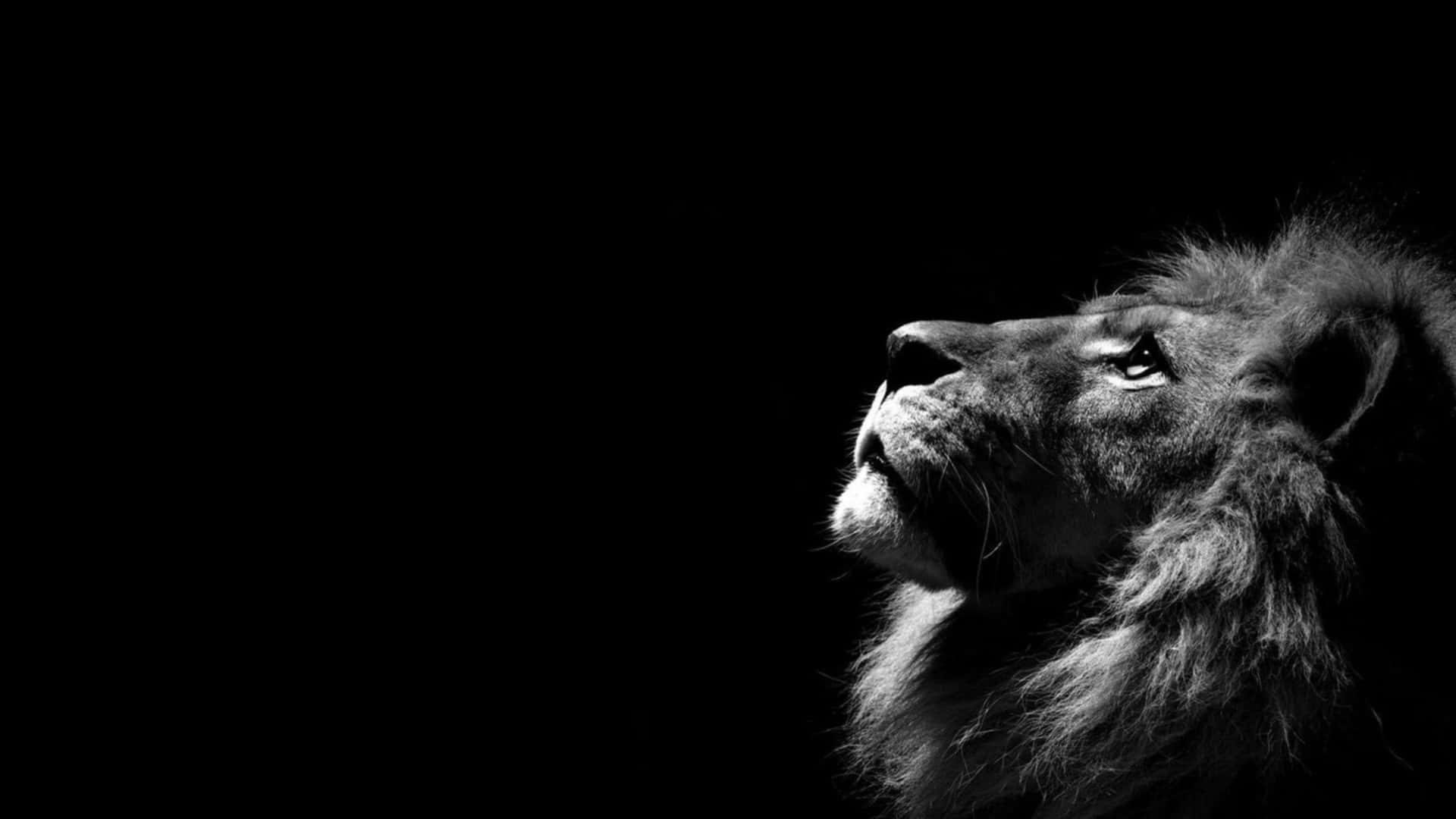 lion, black and white photo, gazing upward, Full HD Desktop Wallpaper