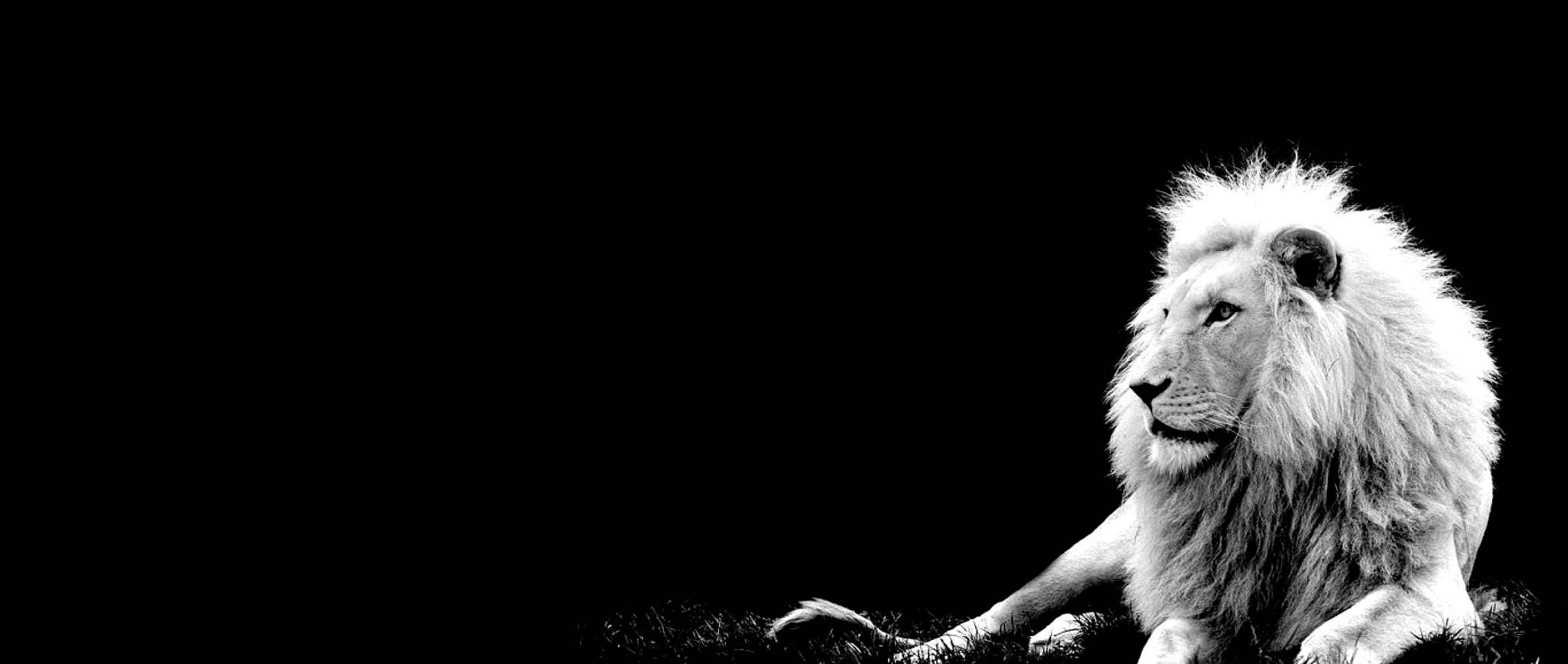 White Lion, black and white, void-like background, Full HD Desktop Wallpaper