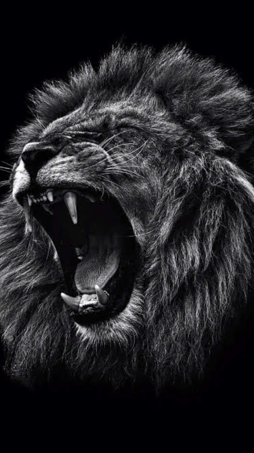 Black And White Lion, roaring lion, monochrome, Full HD Phone Wallpaper