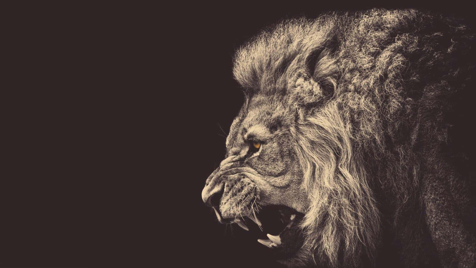 majestic lion, roars with fierce intensity, dark background, HD Desktop Wallpaper