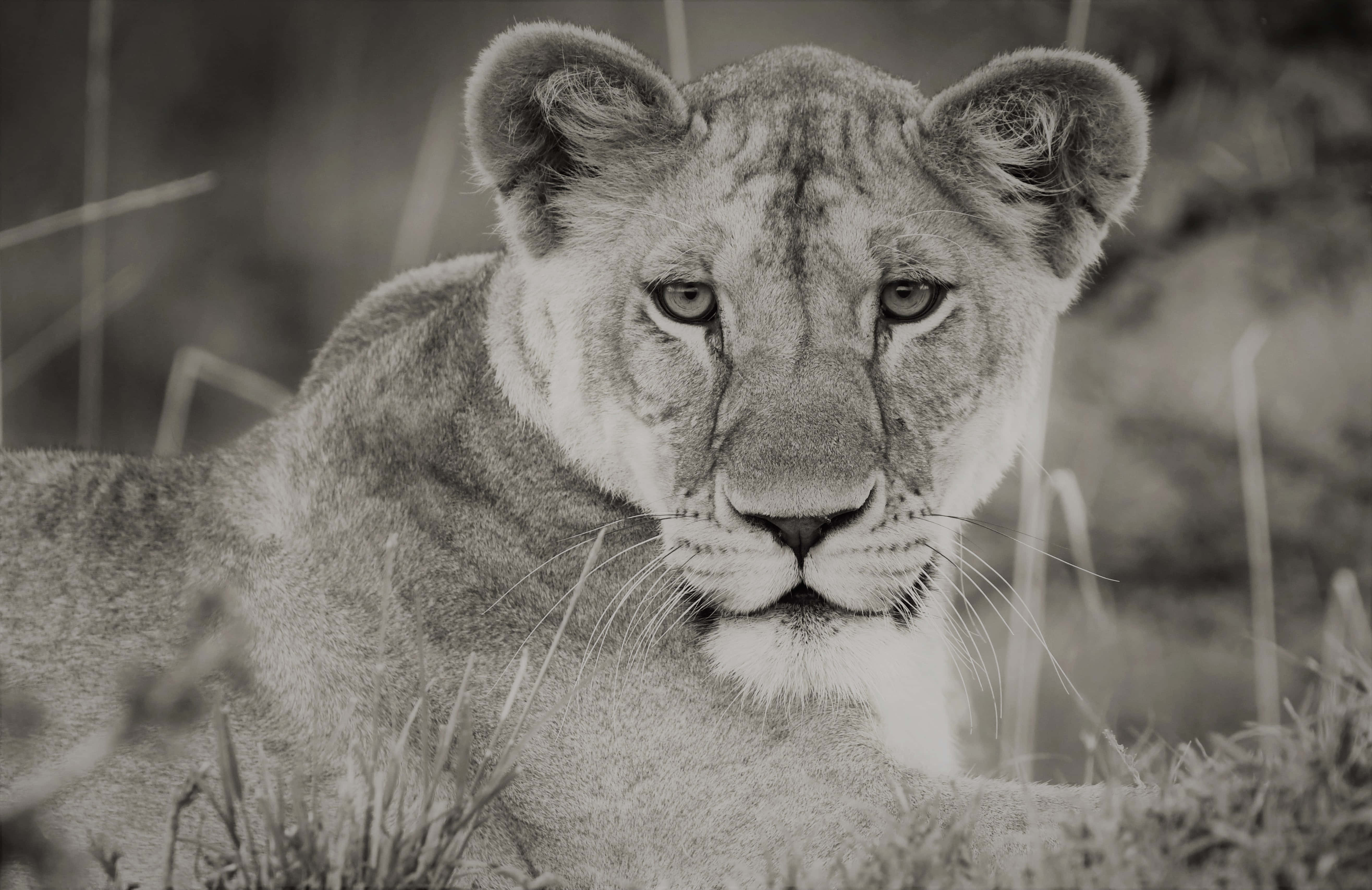 lioness, tall grass, monochrome wildlife portrait, 5K Desktop Wallpaper