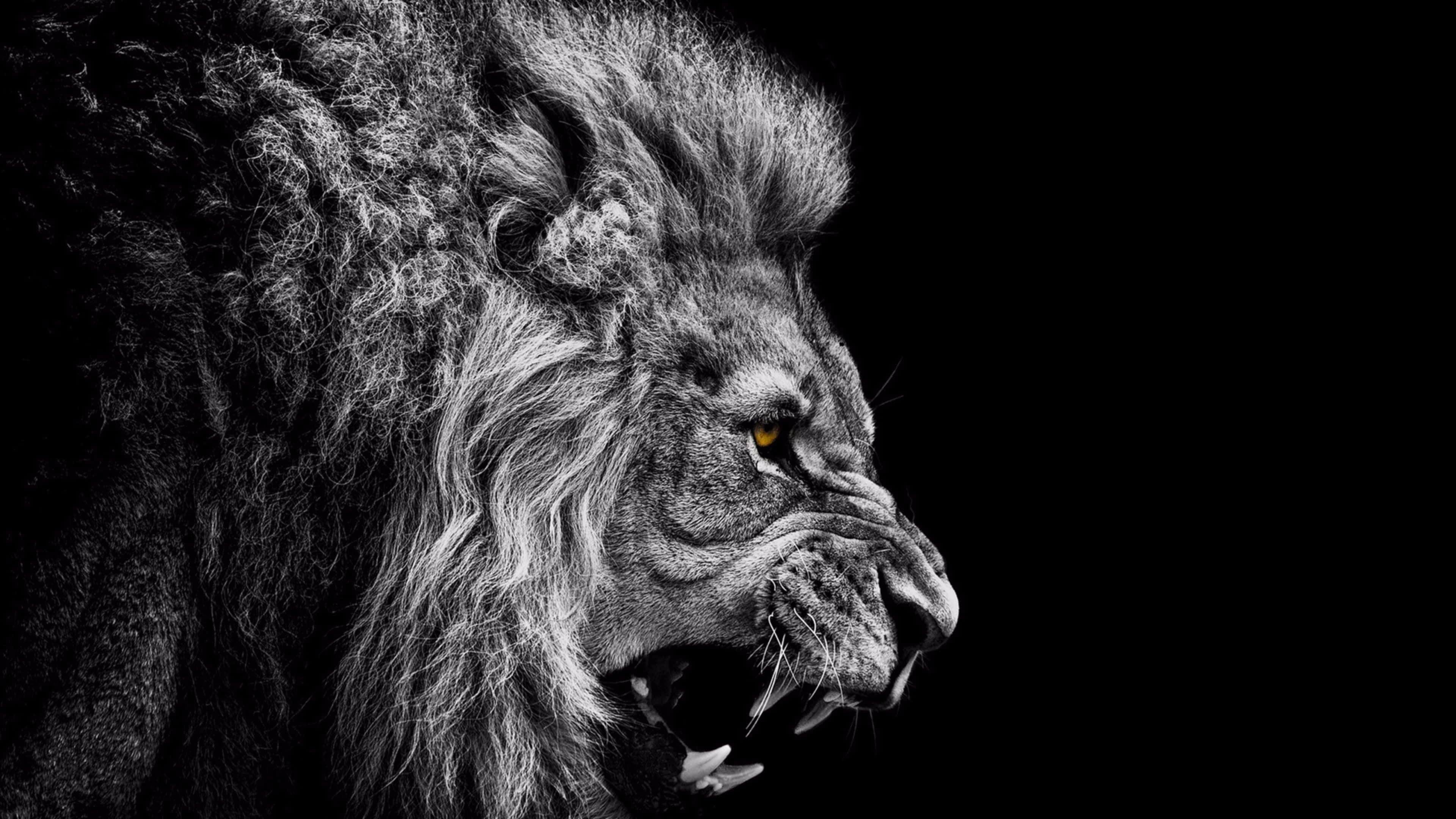 lion, black background, glowing amber eyes, 4K Desktop Wallpaper