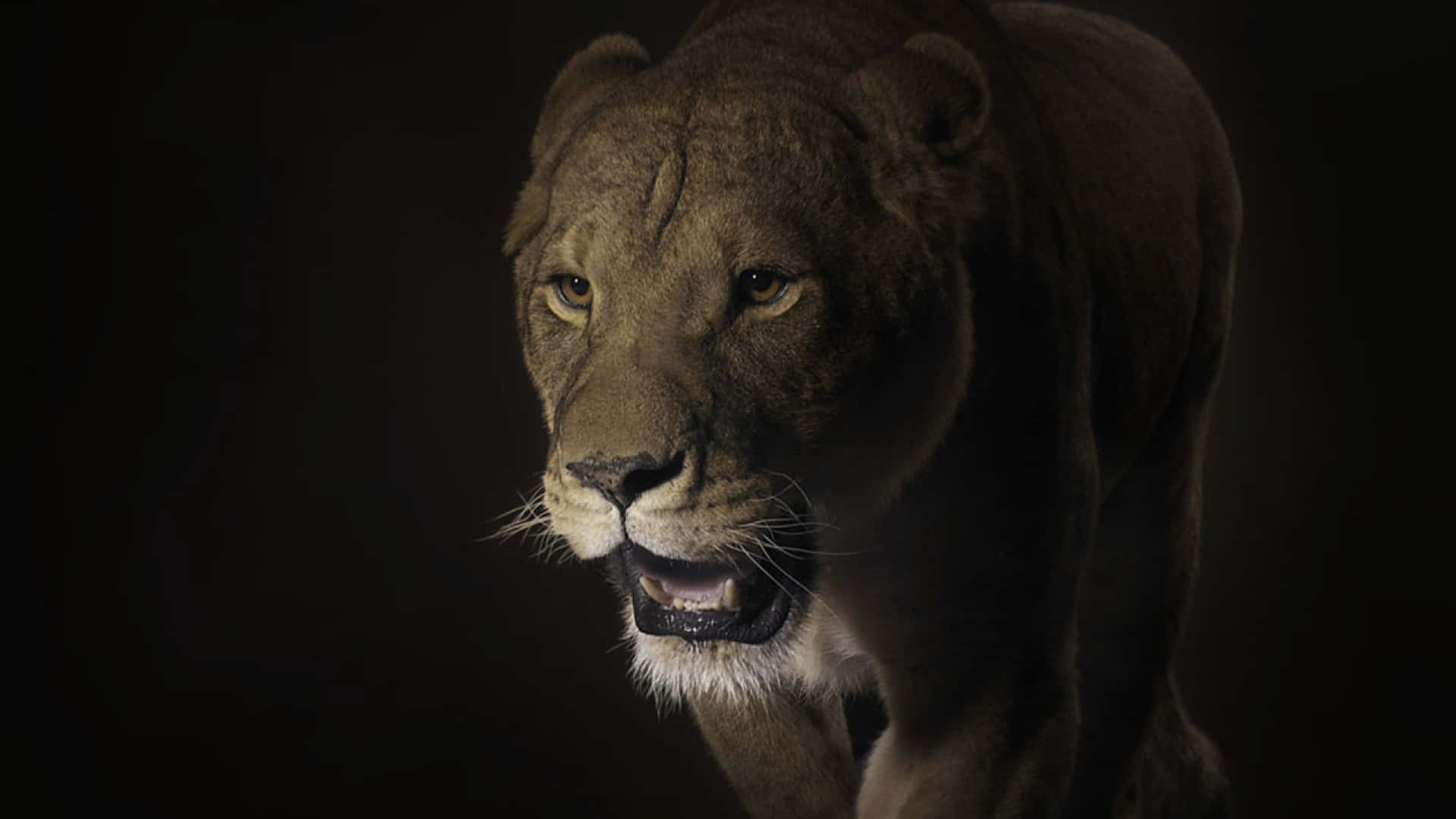 lioness, glowing eyes, pitch-black background, Full HD Desktop Wallpaper