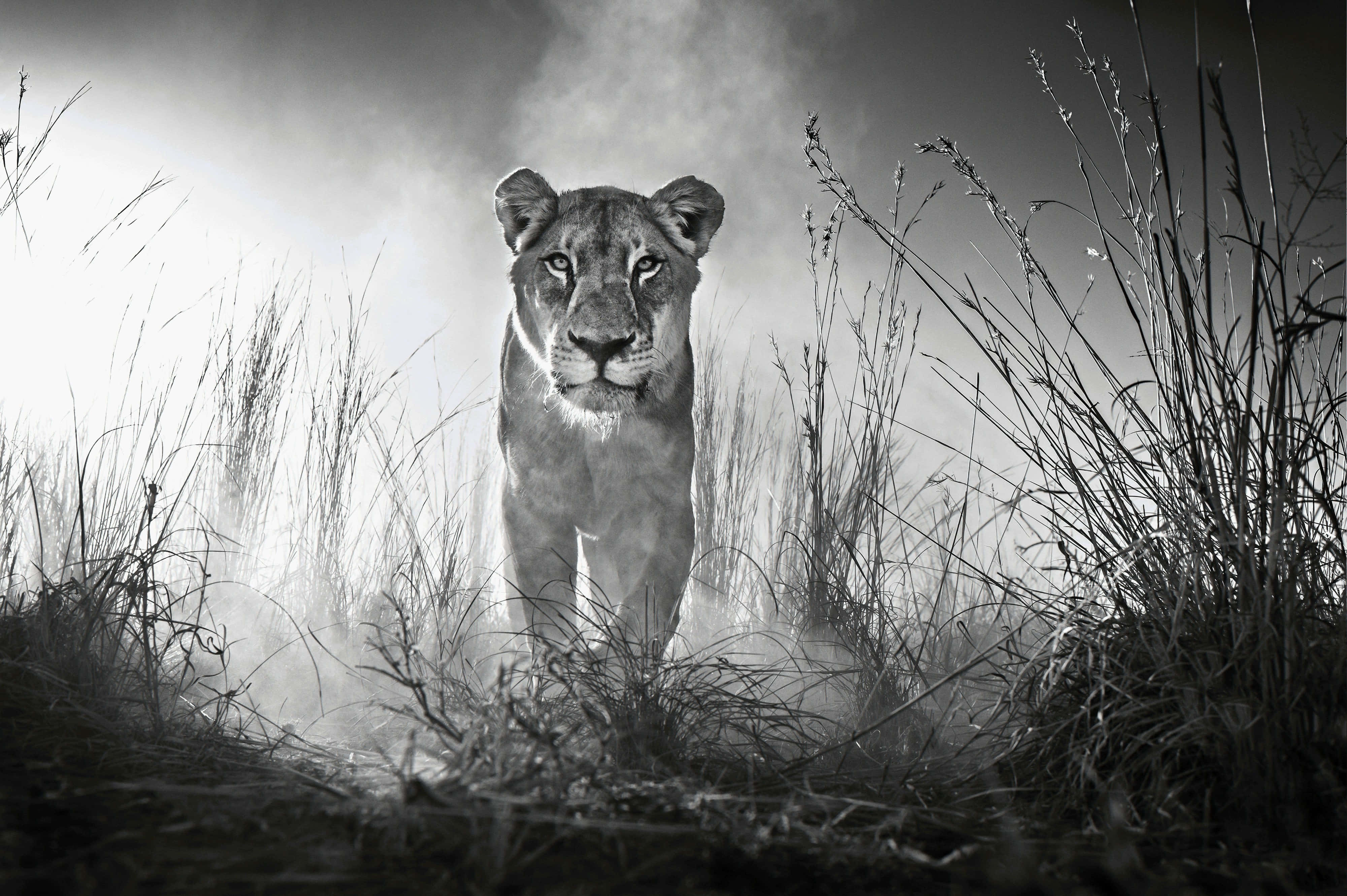 Black and White Lion, lioness, tall grass, 4K Desktop Wallpaper