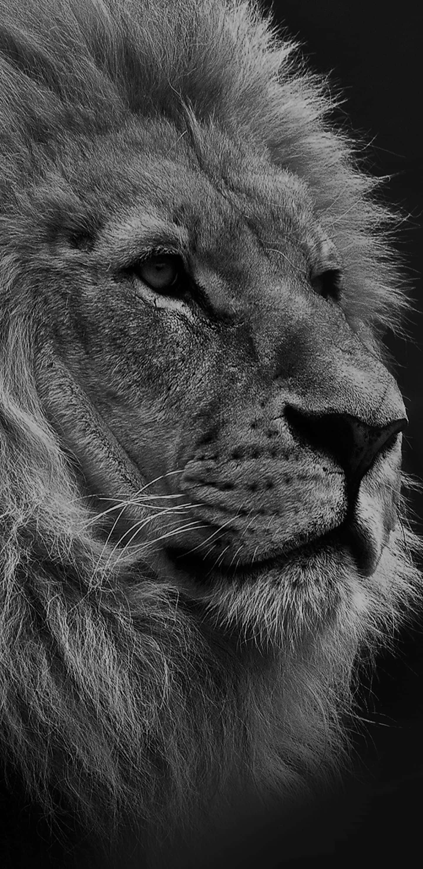 Black Lion, monochrome, lion's face, 2K Phone Wallpaper