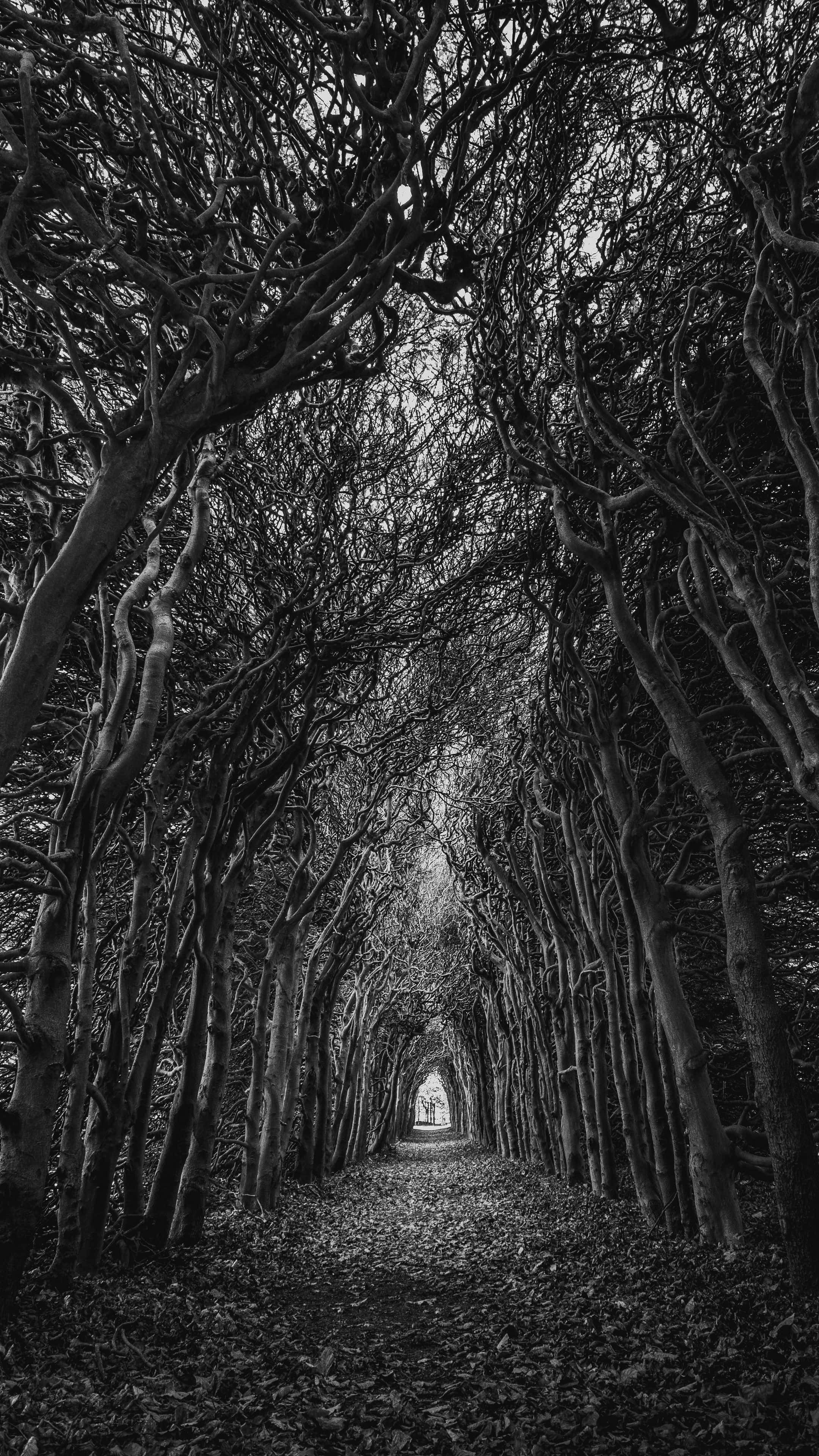monochrome tunnel, gnarled trees, narrow path, 4K Phone Wallpaper