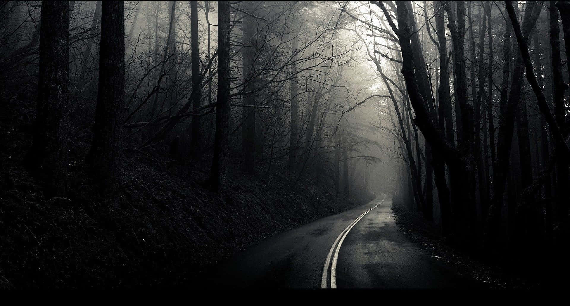 Serene Monochrome Landscape, misty forest road, bare trees, Full HD Desktop Wallpaper