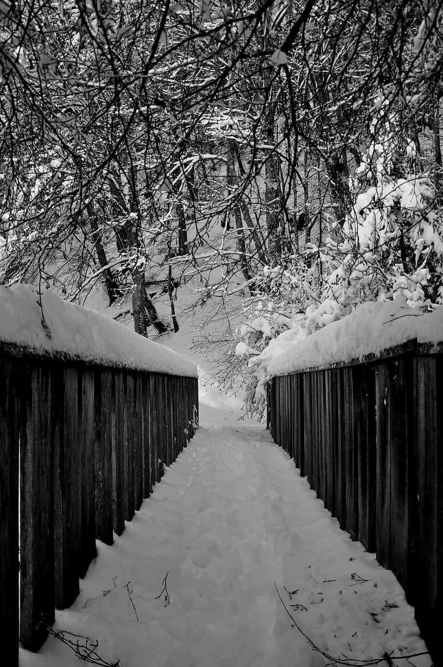 snowy wooden bridge, dense winter forest, monochrome sky, HD Phone Wallpaper