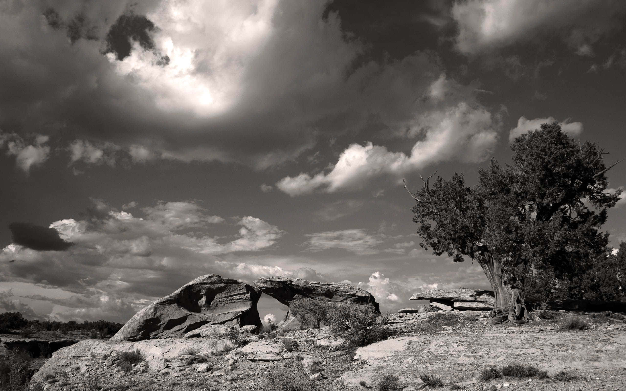 Tranquil Monochrome Forest Scene, lone tree, large rock formation, 2K Desktop Wallpaper