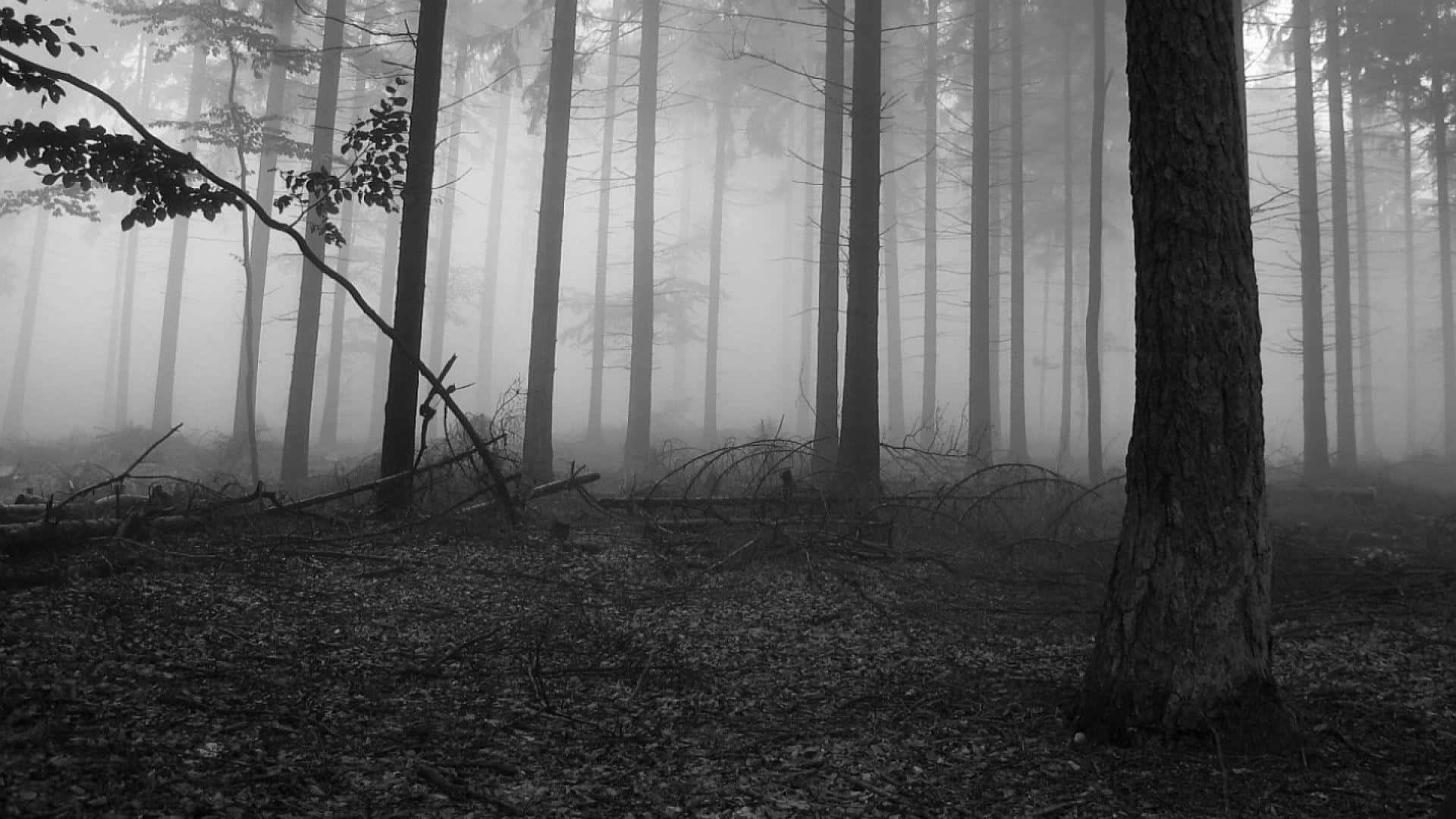 Monochromatic Serenity of Nature, misty monochrome forest, tall trees, Full HD Desktop Wallpaper